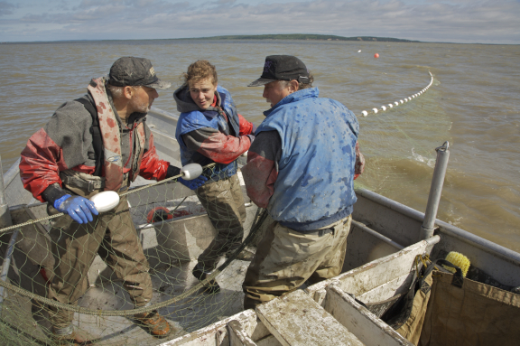 Commercial salmon fishermen pulling in nets.