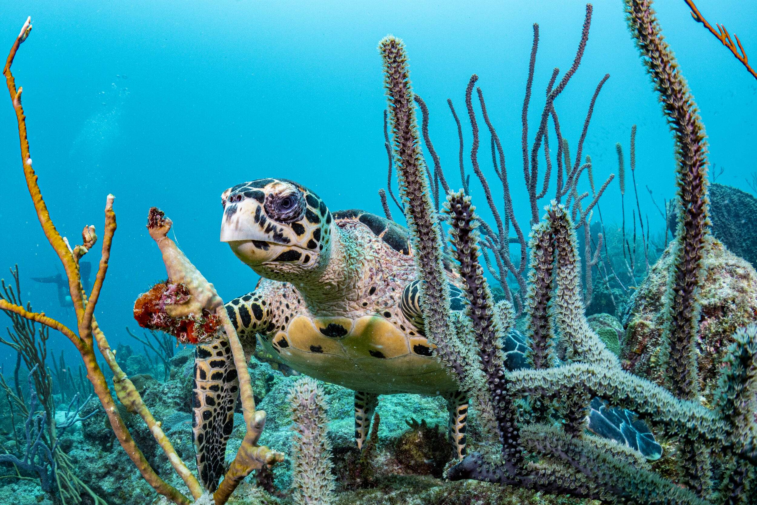 Underwater view of a hawksbill sea turtle.