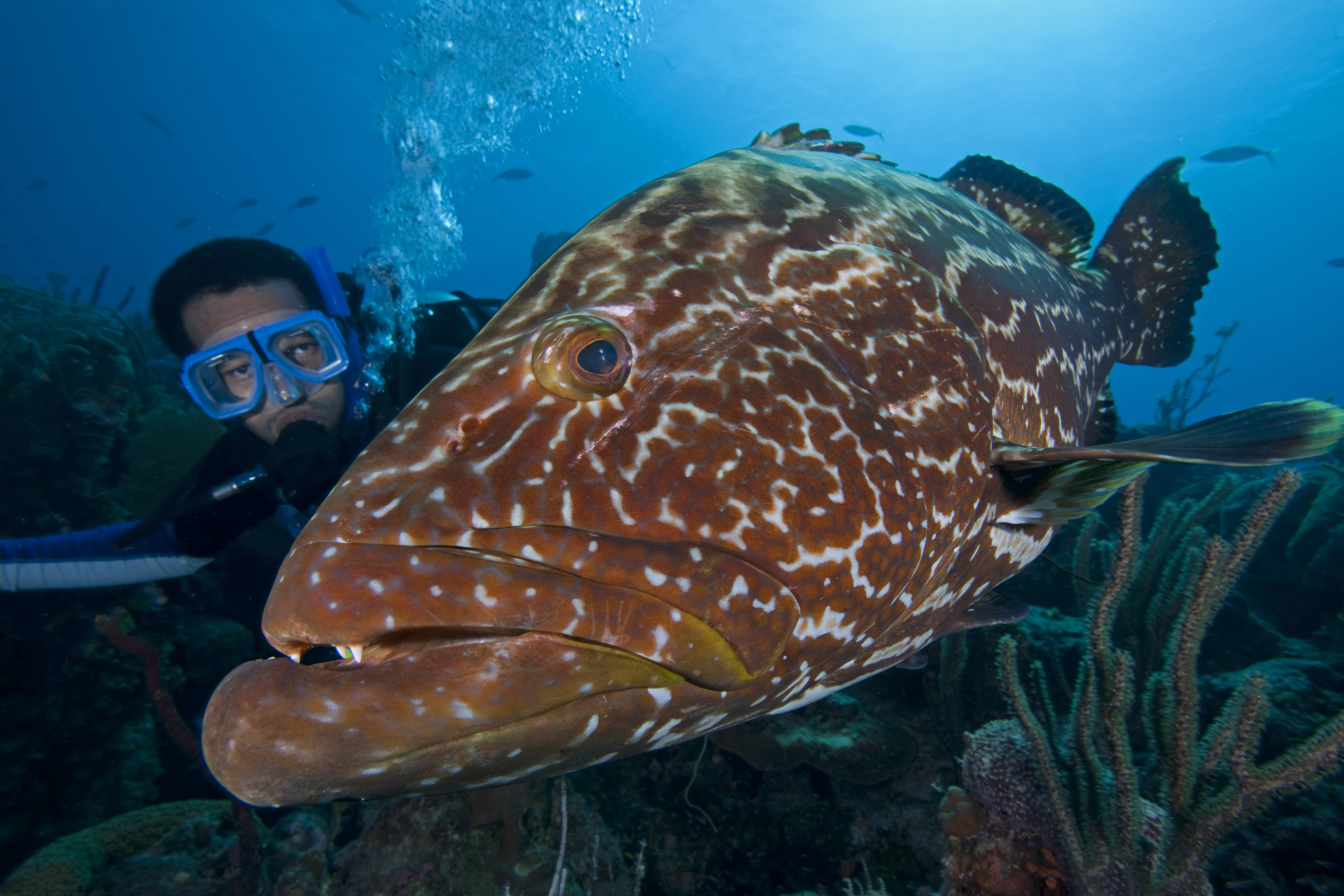 Goliath Grouper Bahamas