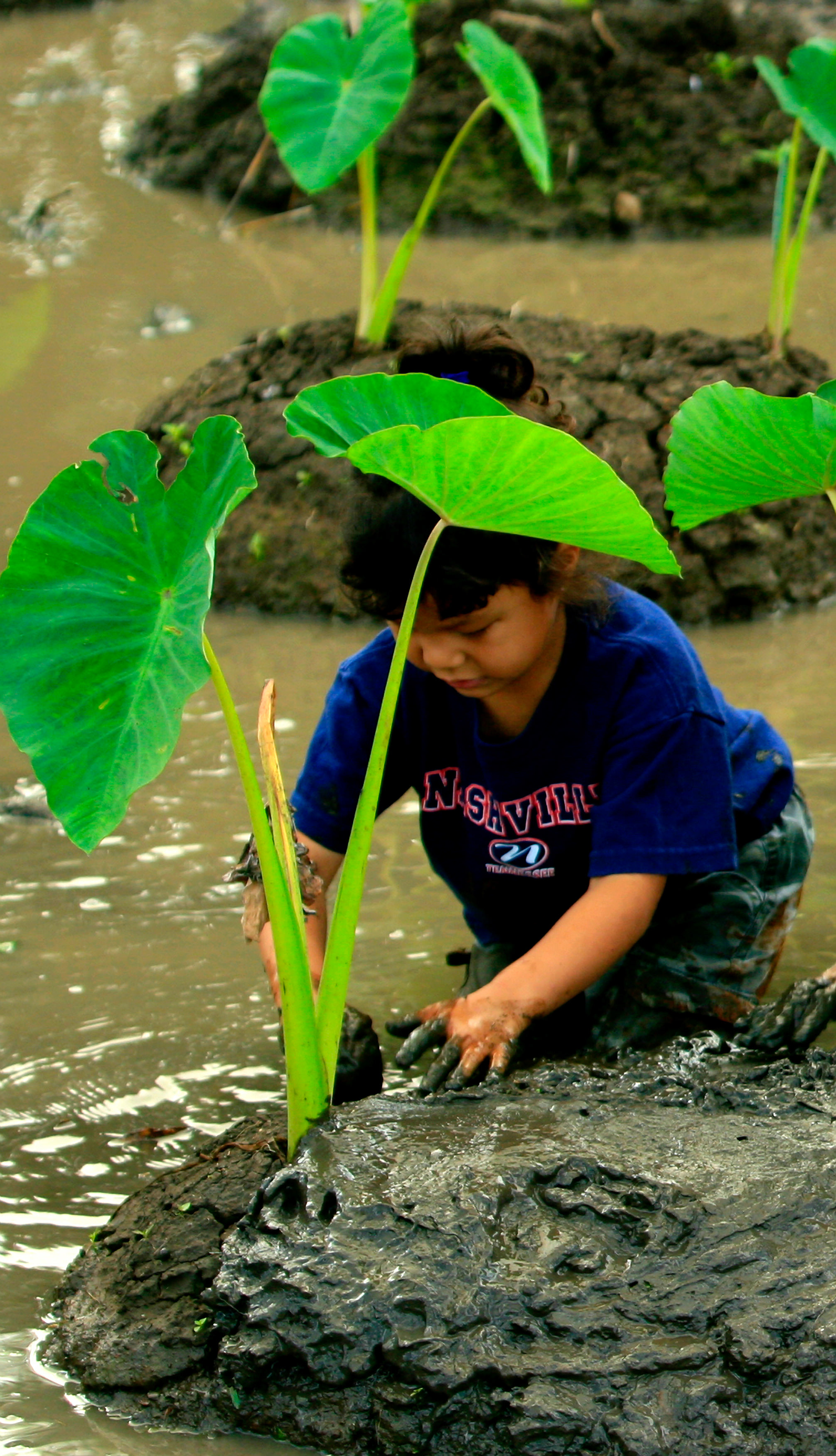 Close-up of a young child, knee-deep in water, nurturing a taro plant.