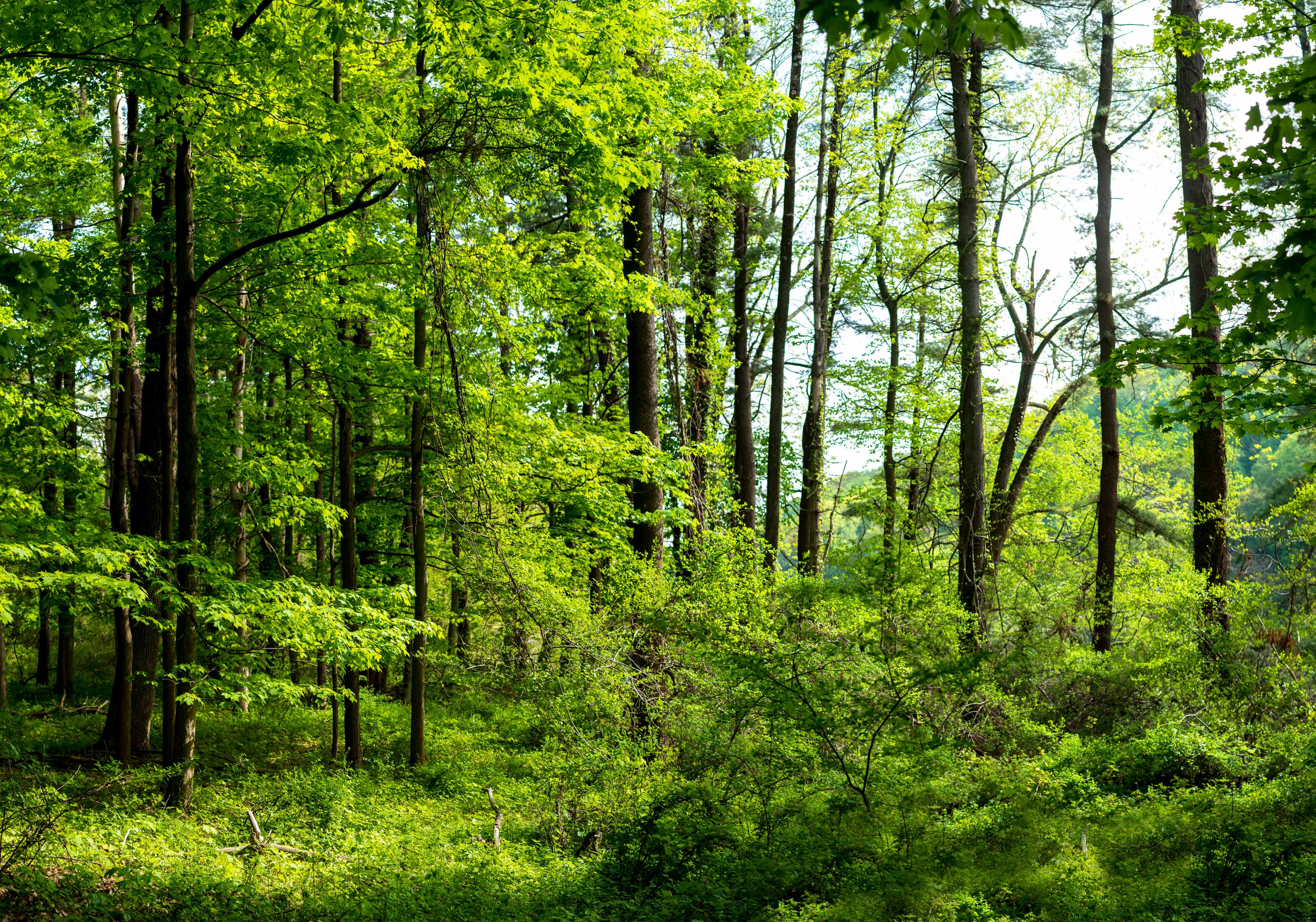 The sun shines through on a healthy, dense, green forest.