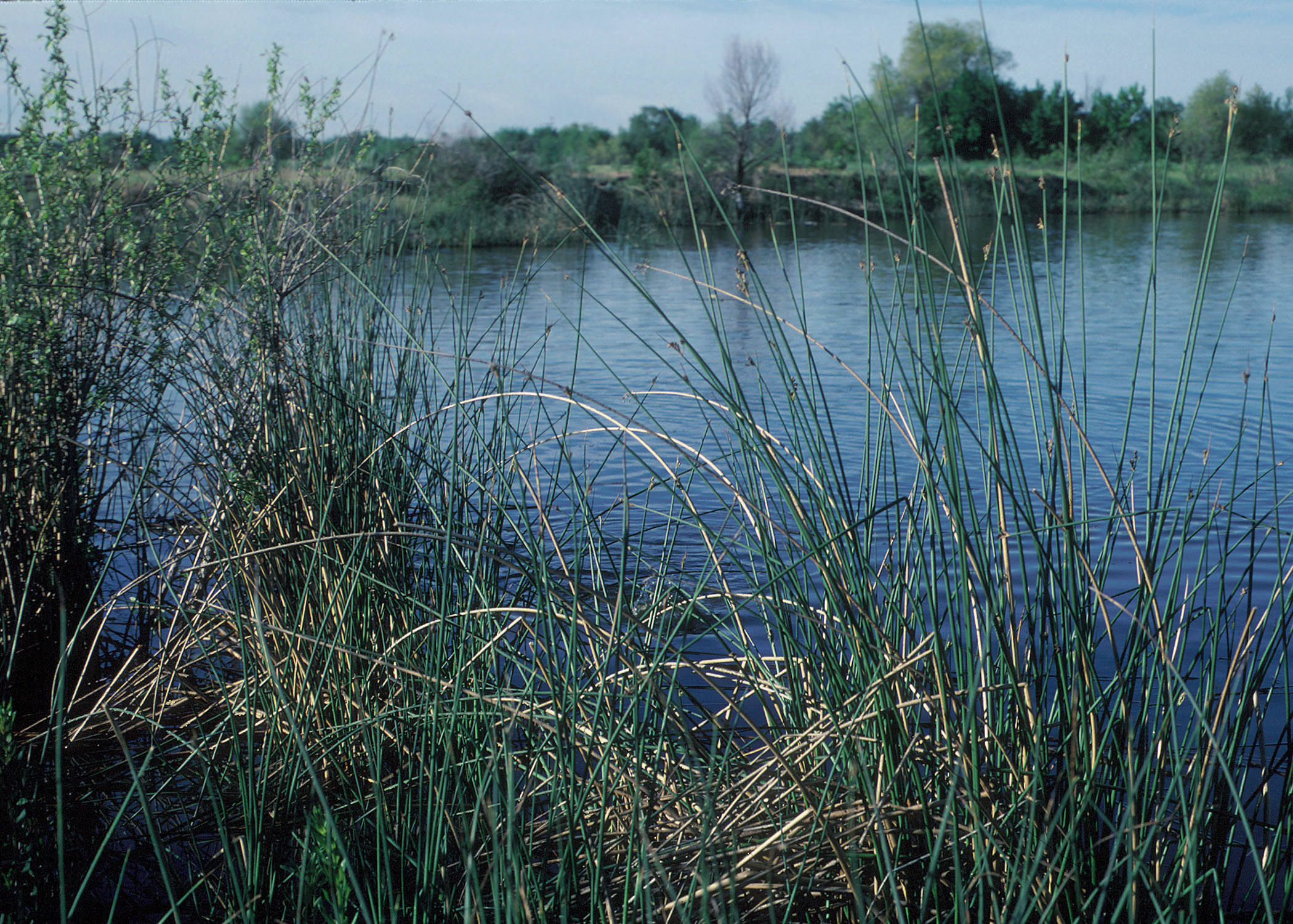 A constructed wetland with grass in the foreground.