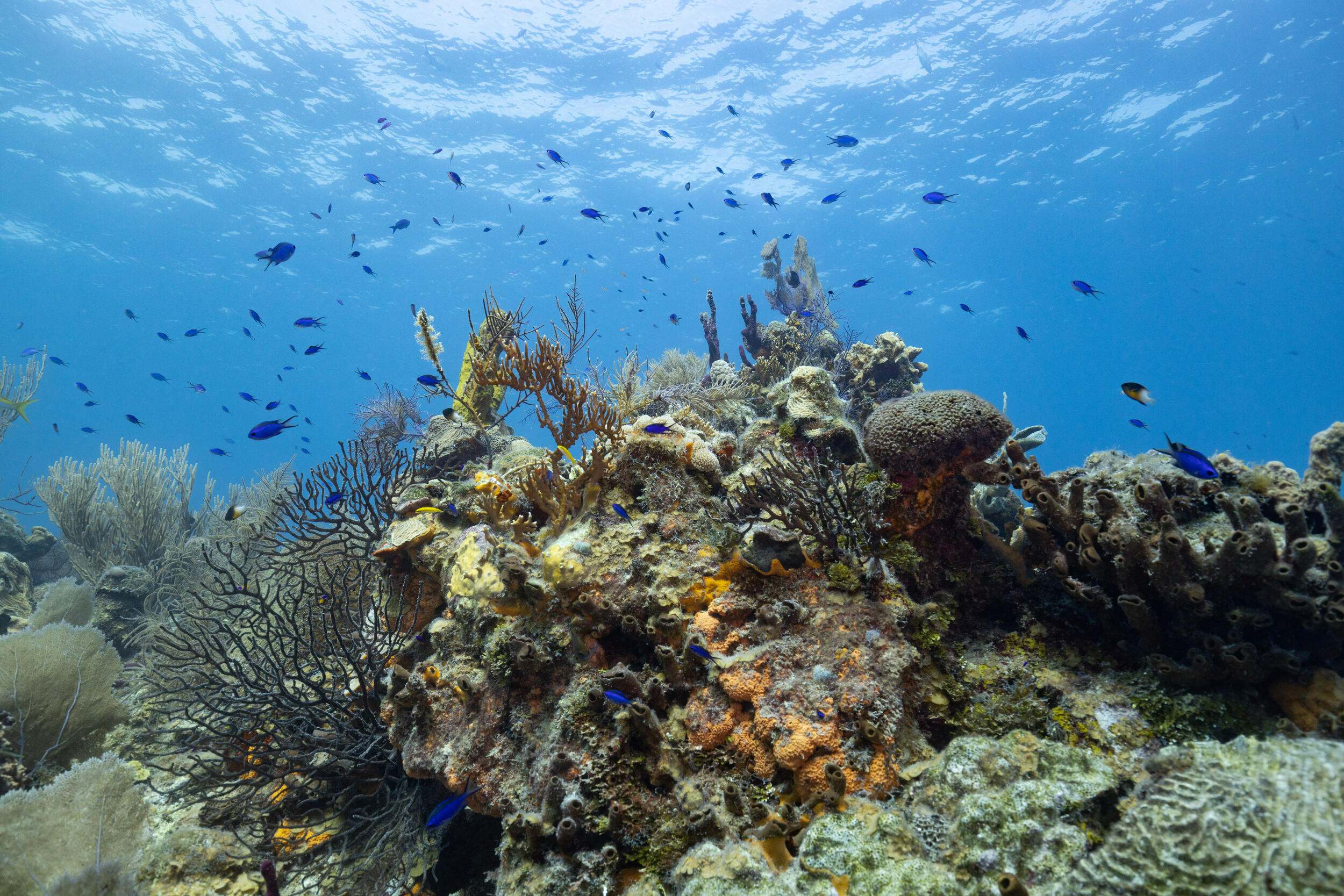 Small blue fish float above a coral reef.