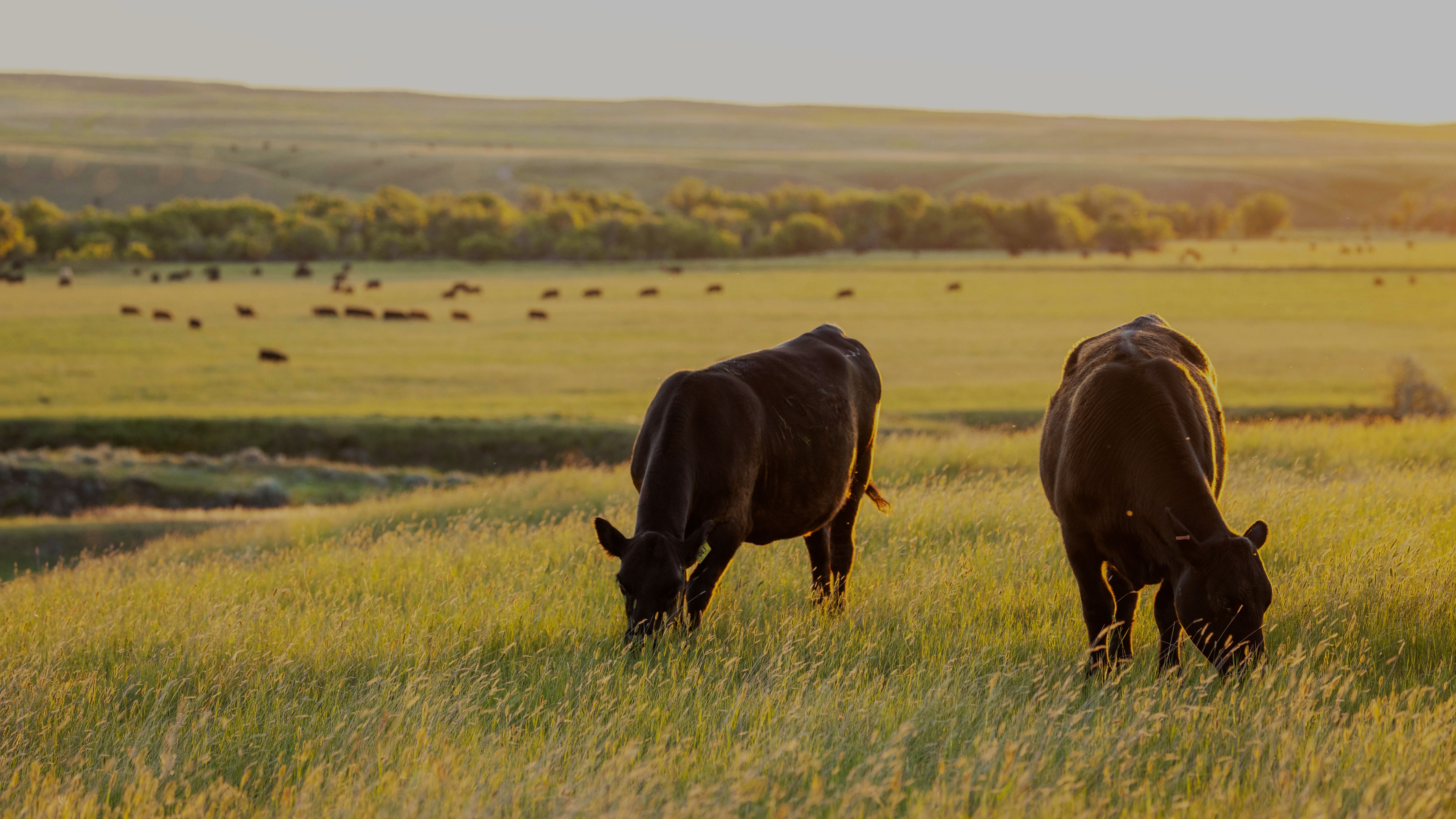 Cows grazing on the Matador Ranch.. 