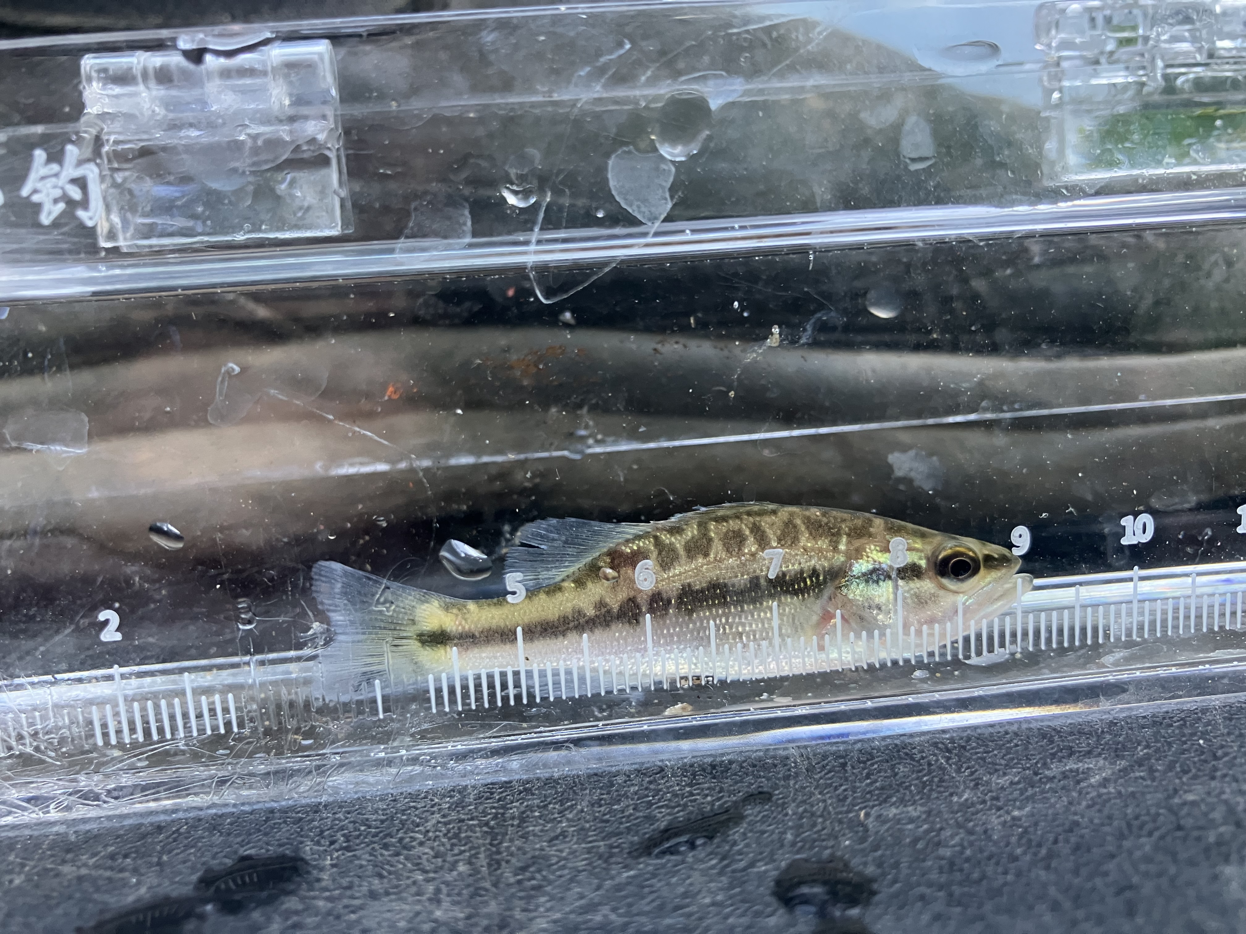 Micropterus salmoides is America’s most popular sport fish. The picture shows a juvenile largemouth bass.