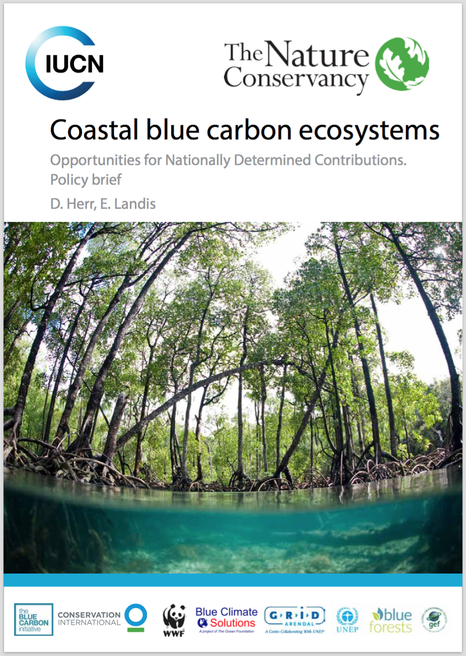 Tackling climate change through blue carbon investments - Infinity Blue