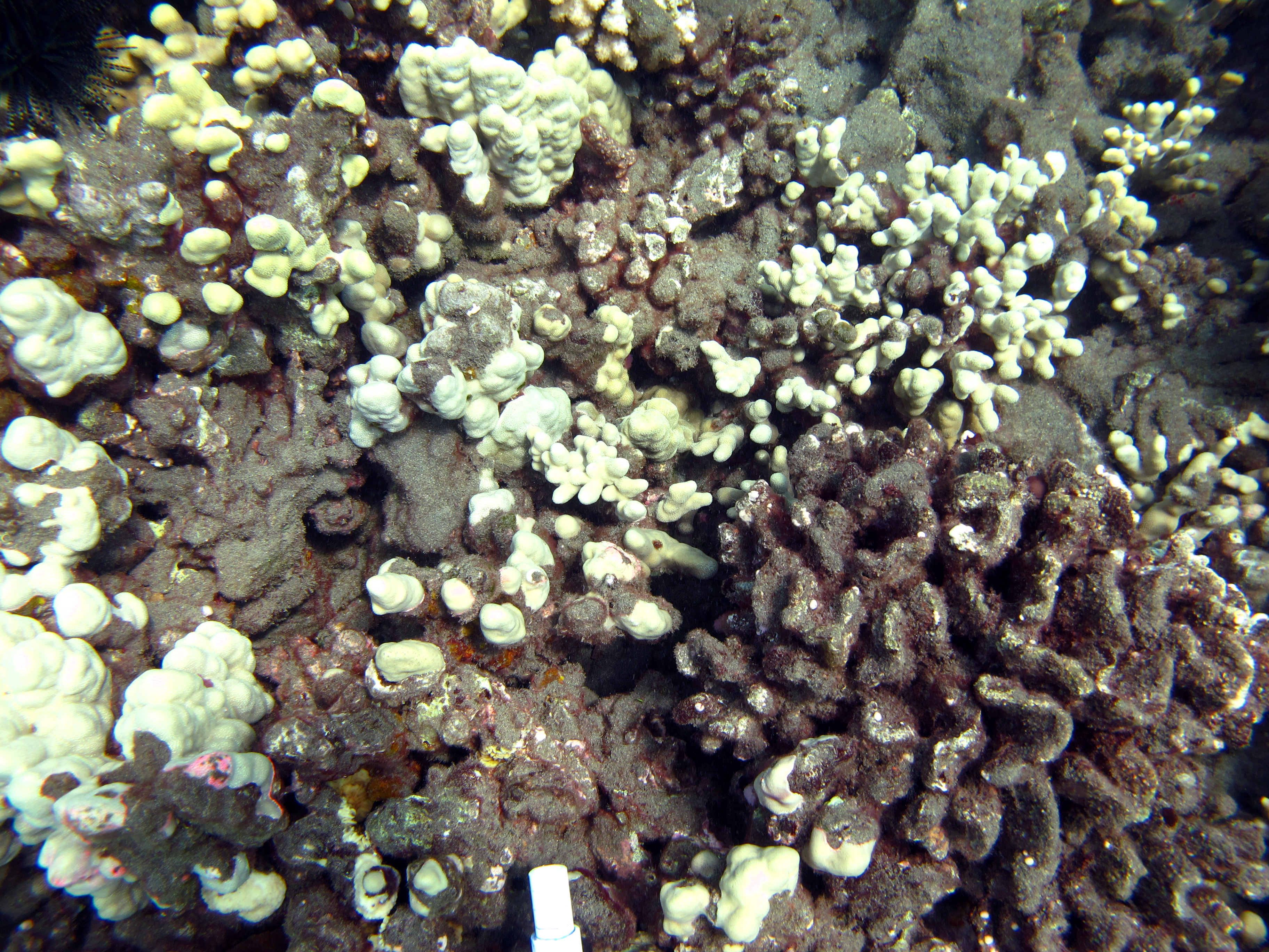 Corals that are bleached or covered in sediment.