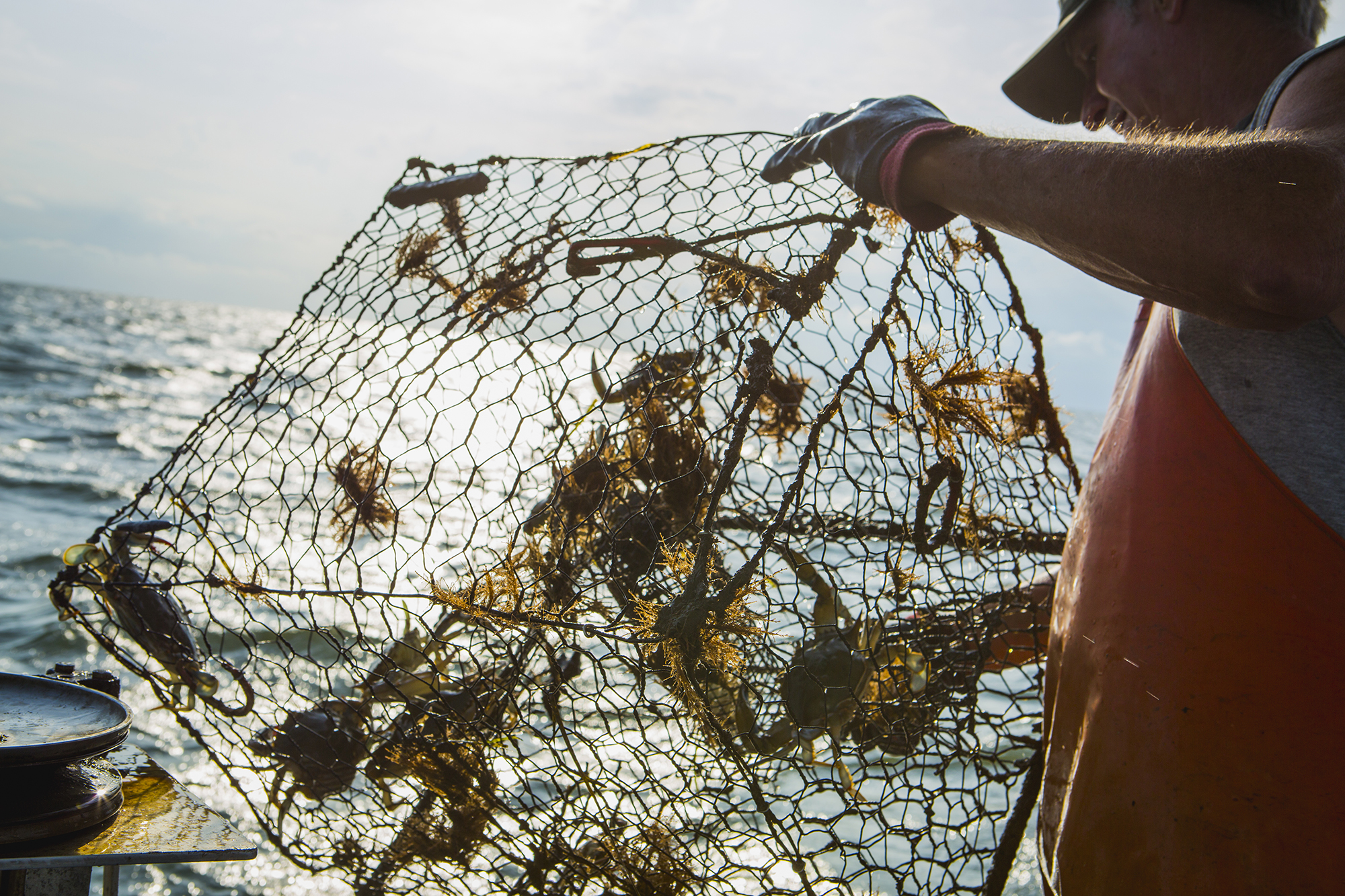 a man pulls a crab trap out of the water