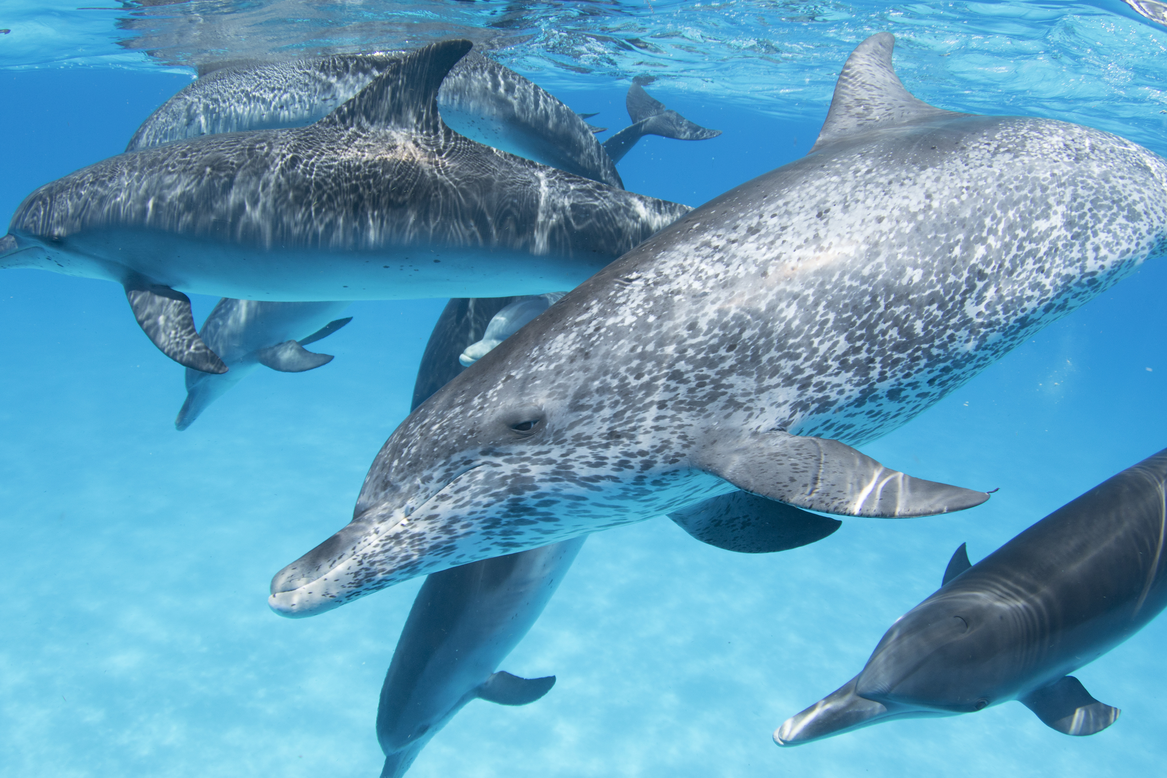 A pod of dolphins swims through clear turquoise ocean.