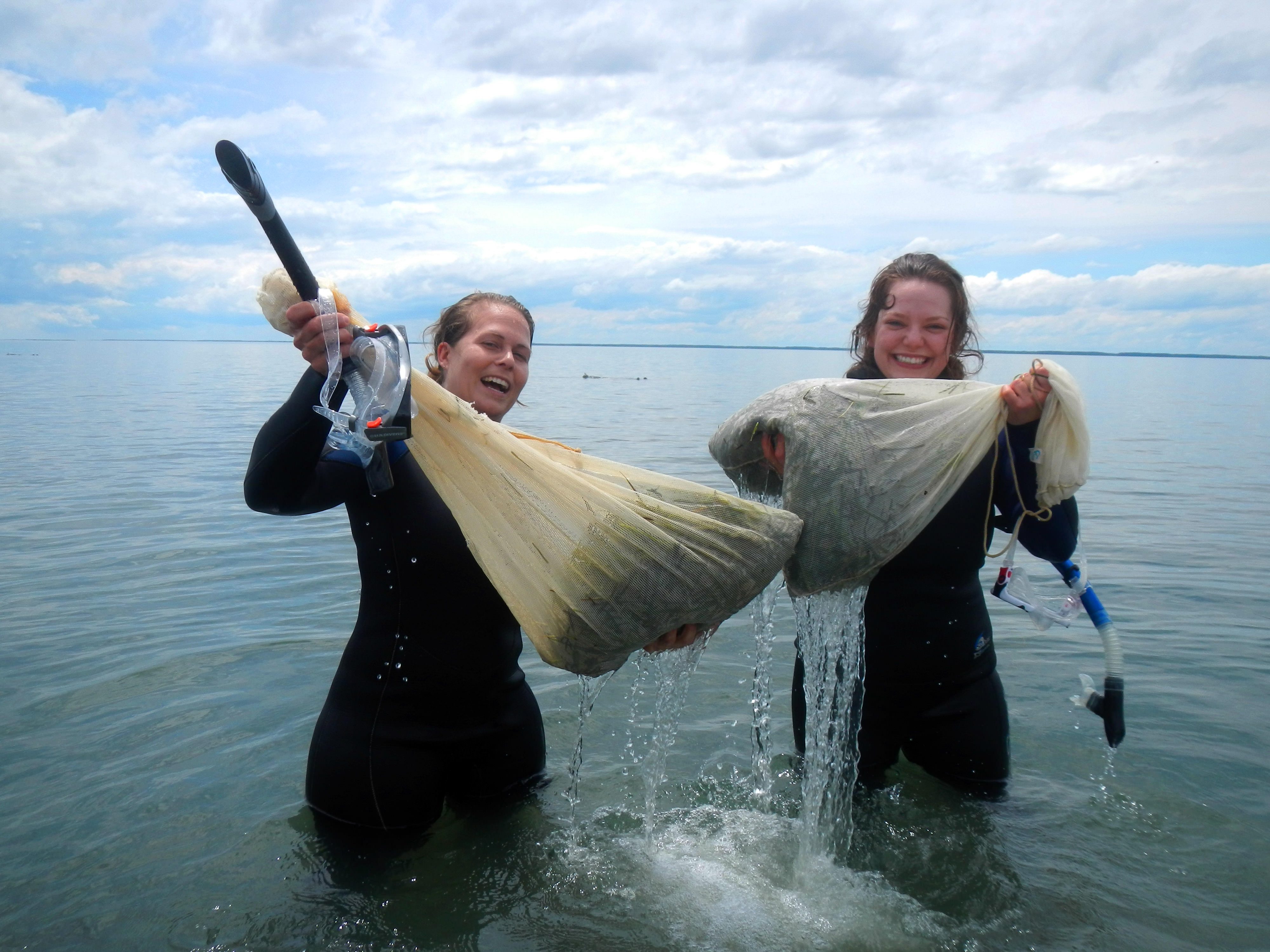 Two women standing in knee deep water hold up mesh bags full of eelgrass shoots.