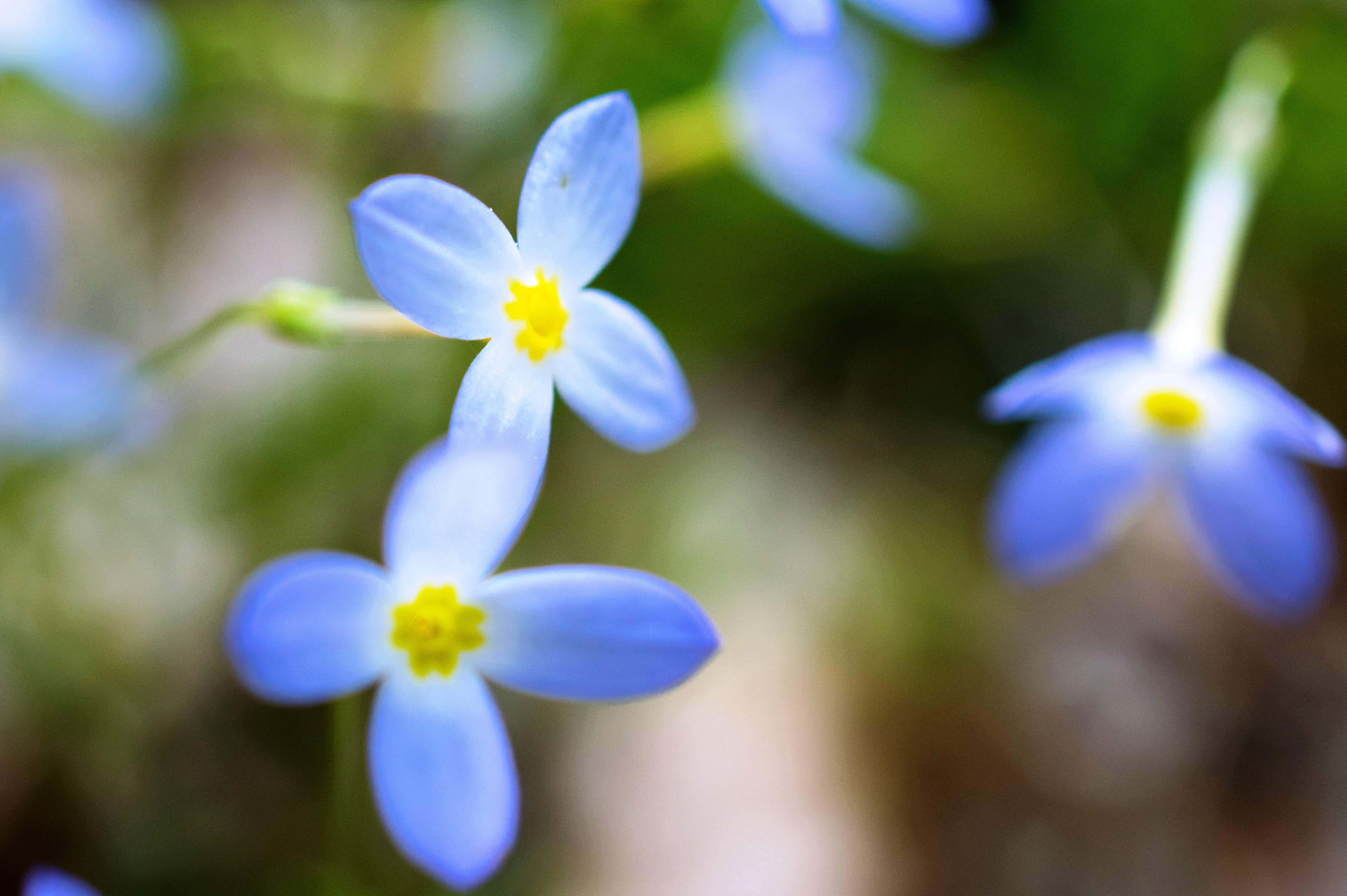 Delicate blue and yellow flowers bloom together.