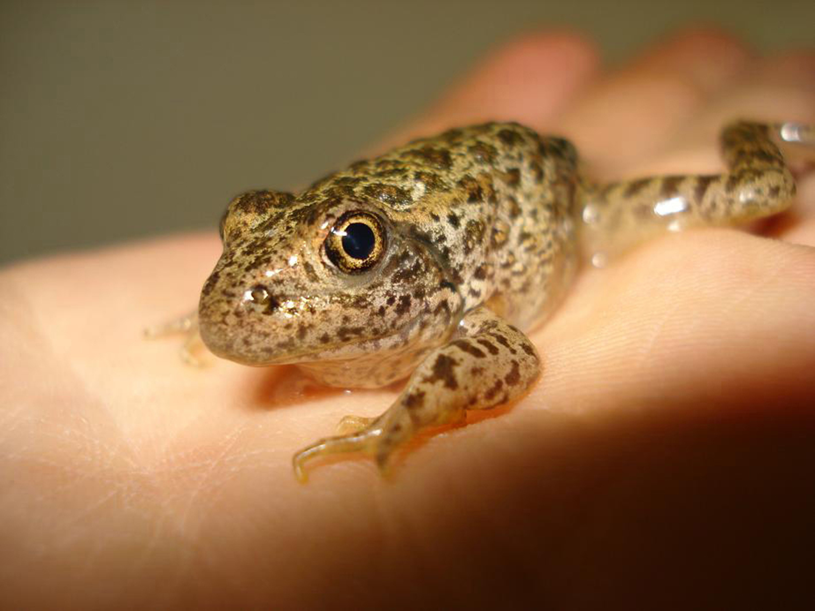 A small frog rests in the palm of a hand.