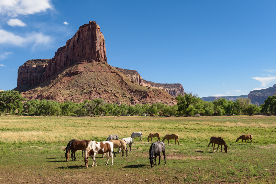 Several horses graze in a field with a giant red-rock outcropping behind them.