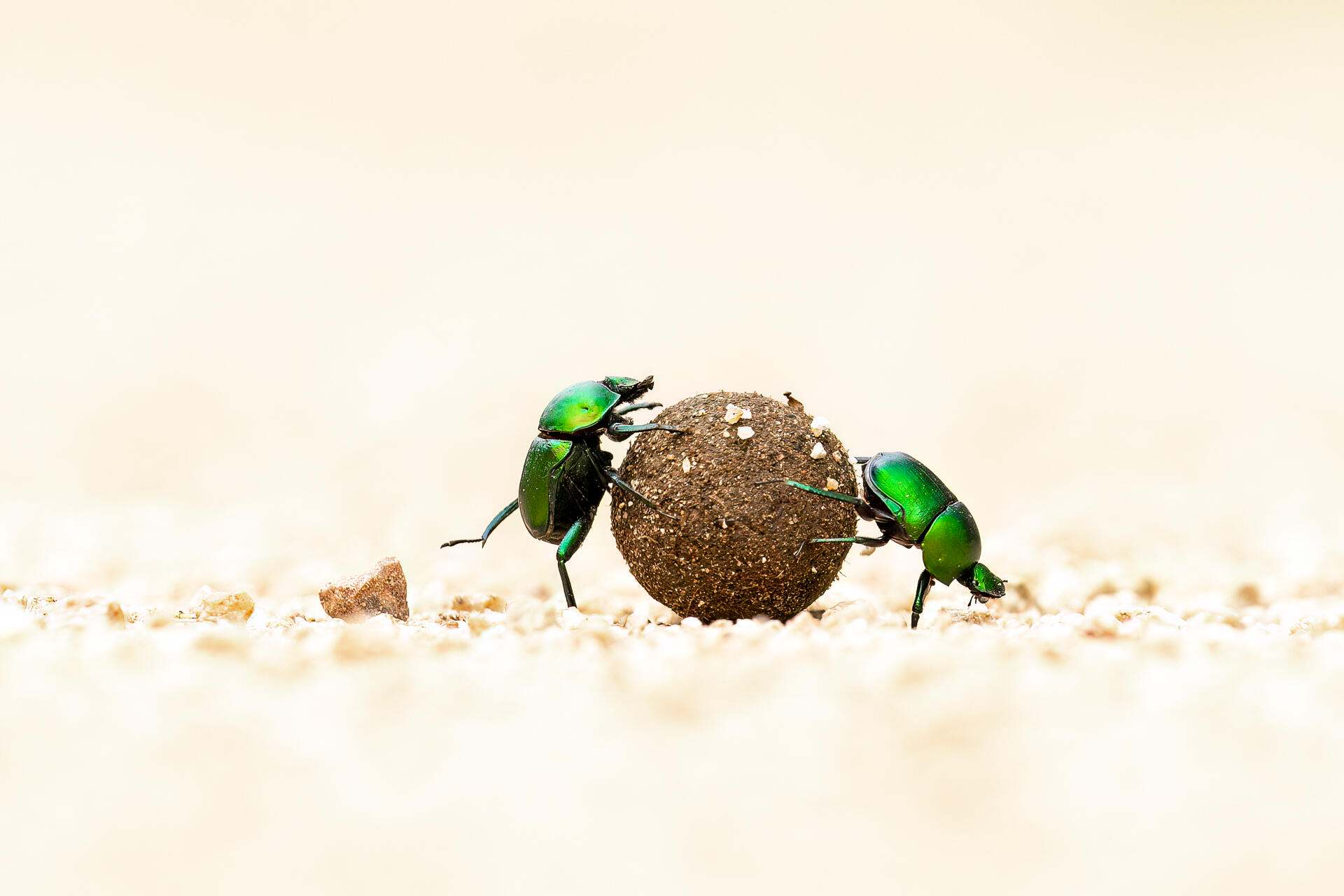 Two green dung beetles roll a sphere of dung across a sandy landscape.