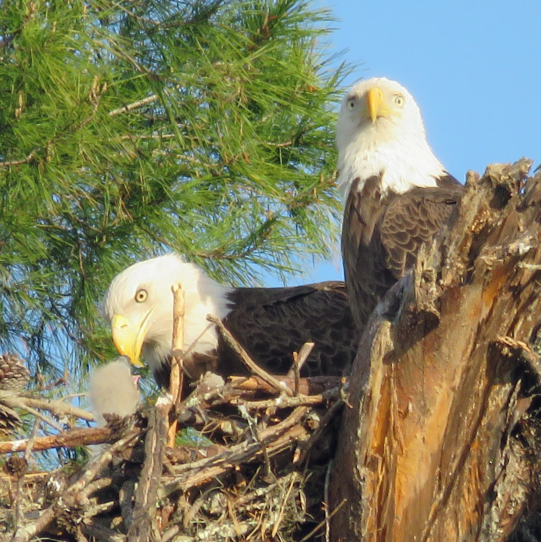 Nesting bald eagle family of two adults and one chick at Tiger Creek Preserve. 
