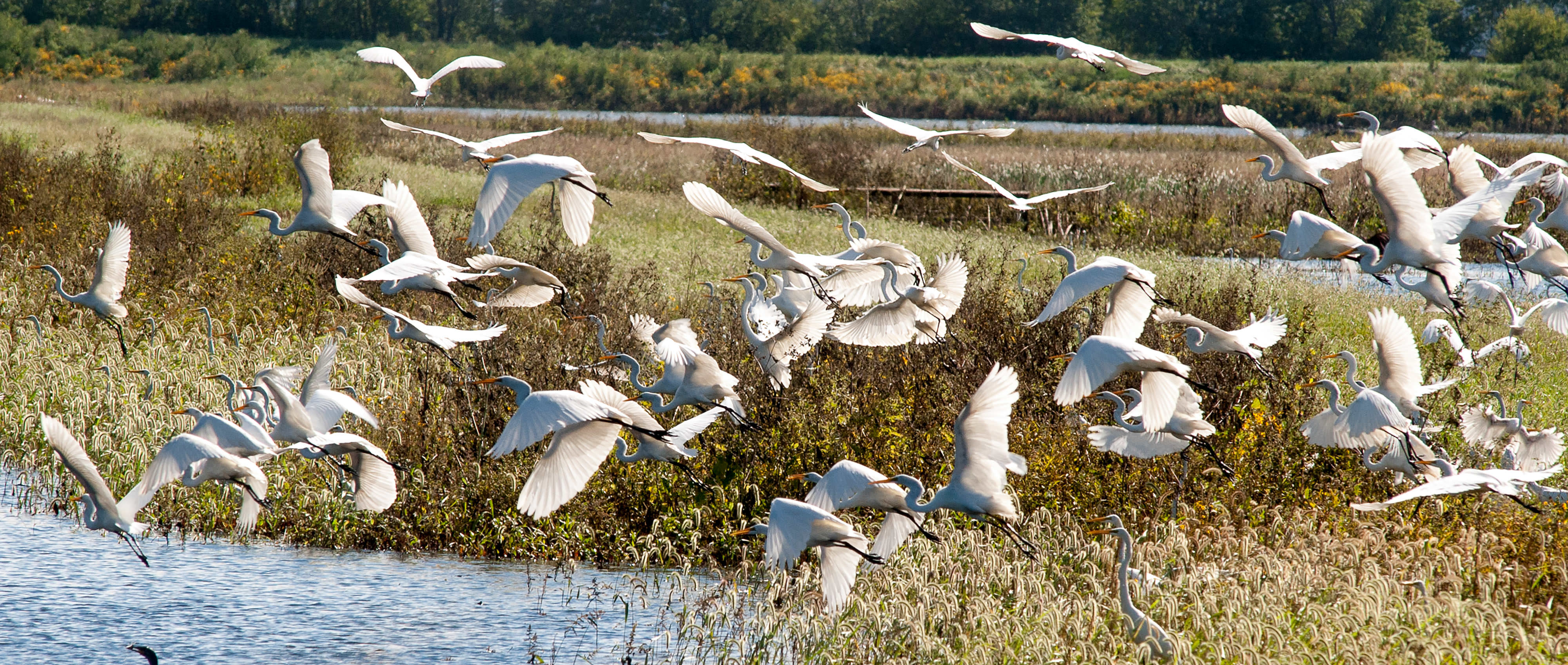 A flock of snow geese in flight over a wetland.