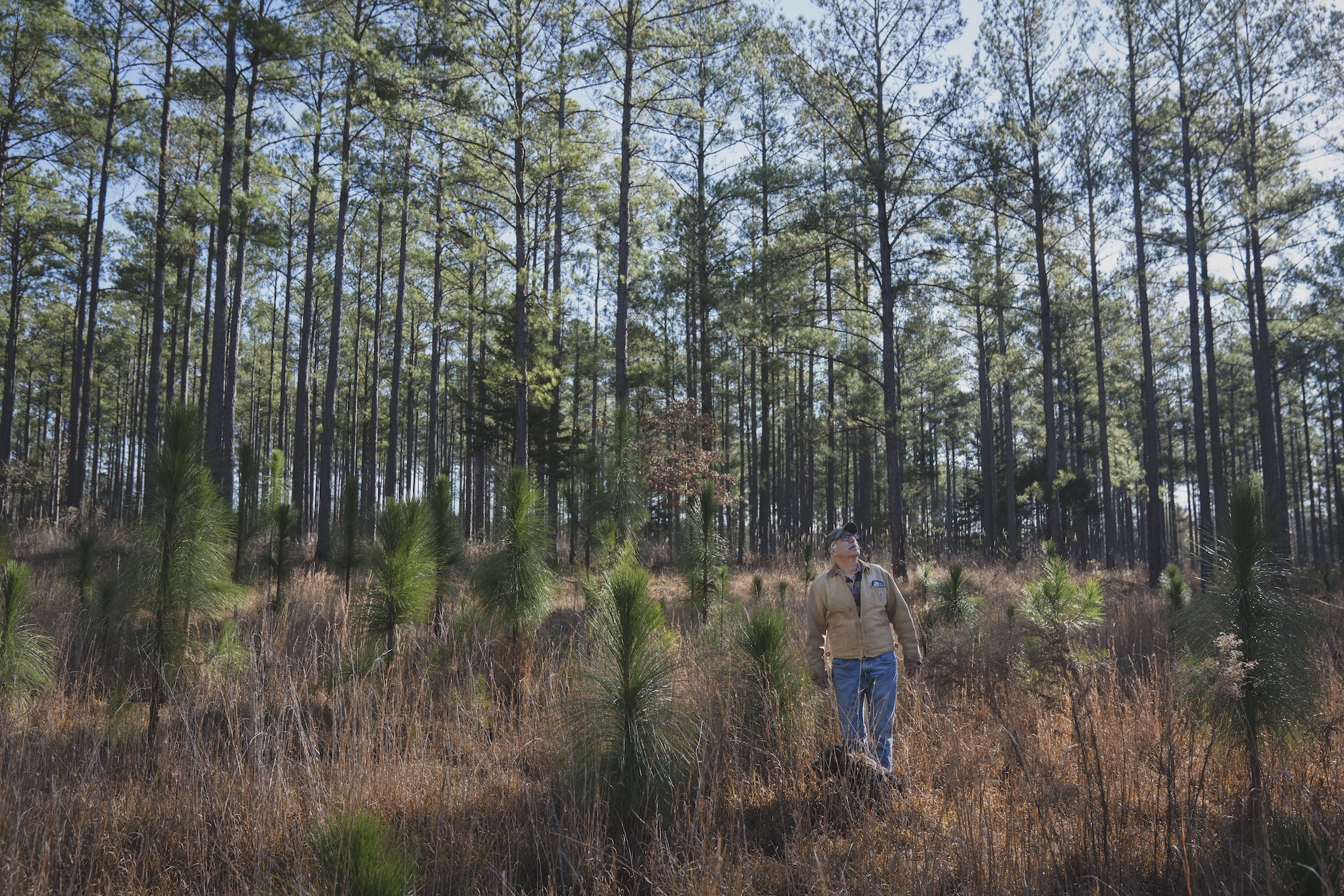 longleaf pine farm