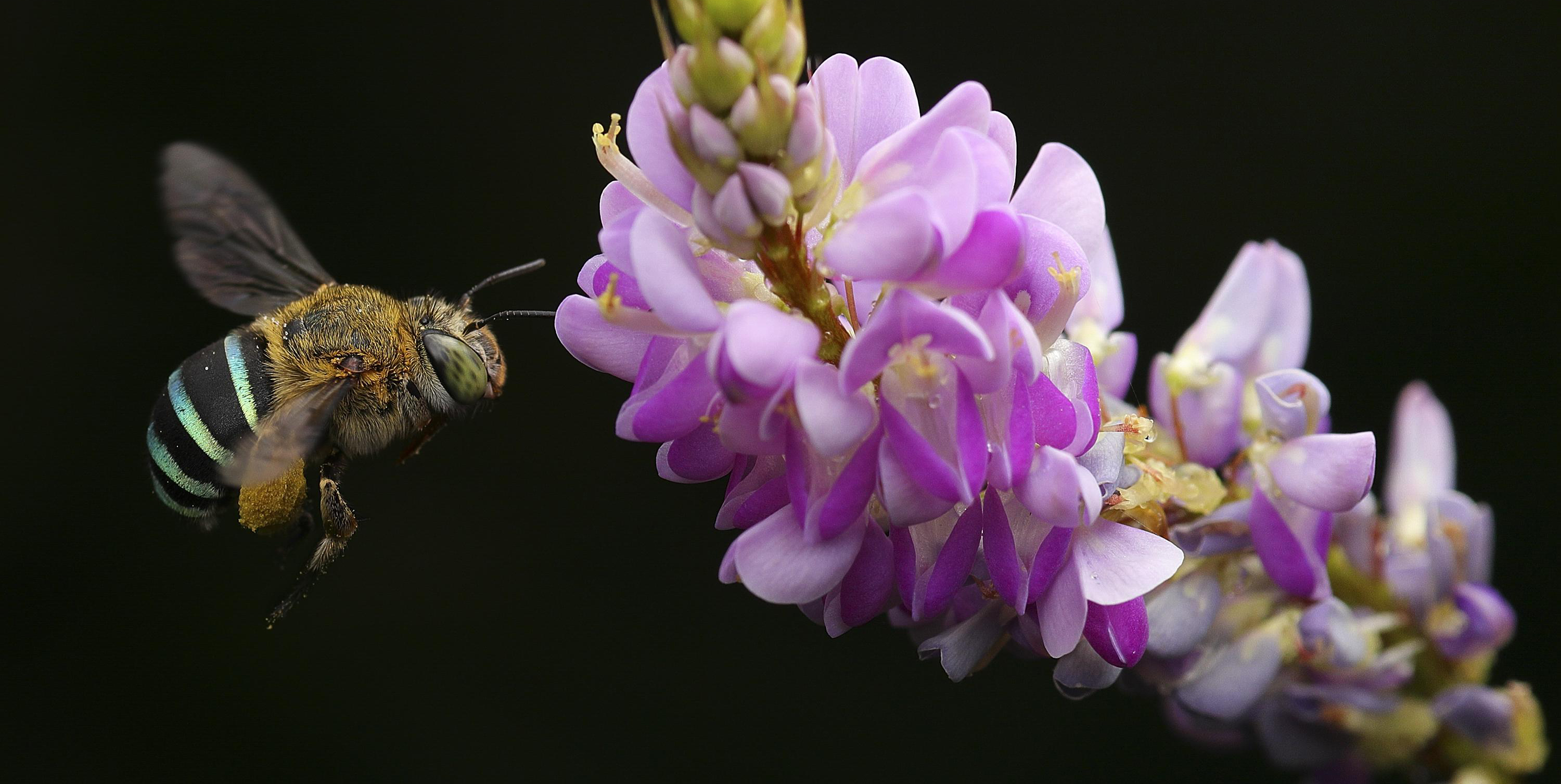 Photo of a bee pollinating a flower.