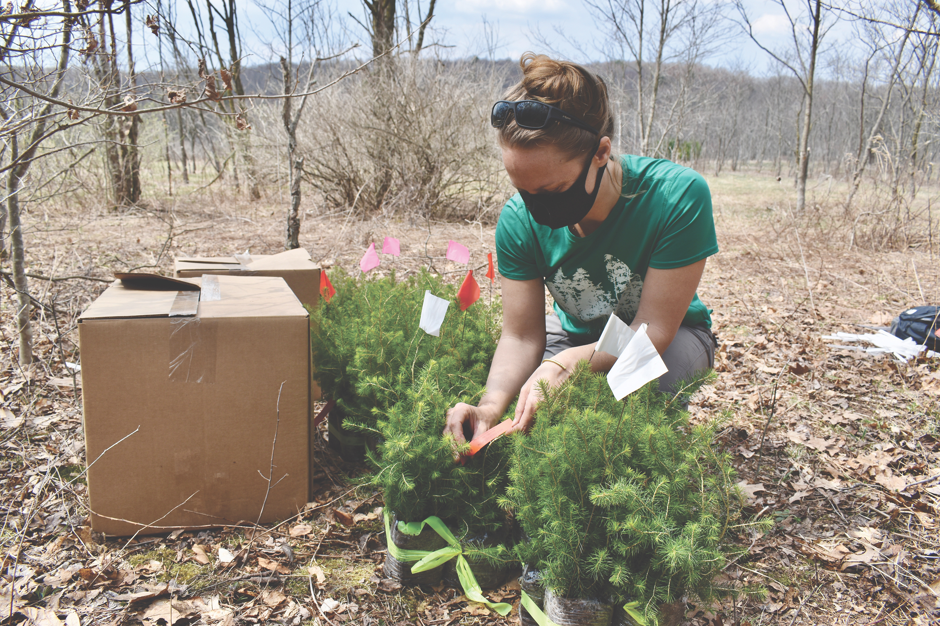 A masked woman kneels down next to a pile of red spruce seedlings. Two large square cardboard boxes of seedlings sit on the ground next to her.