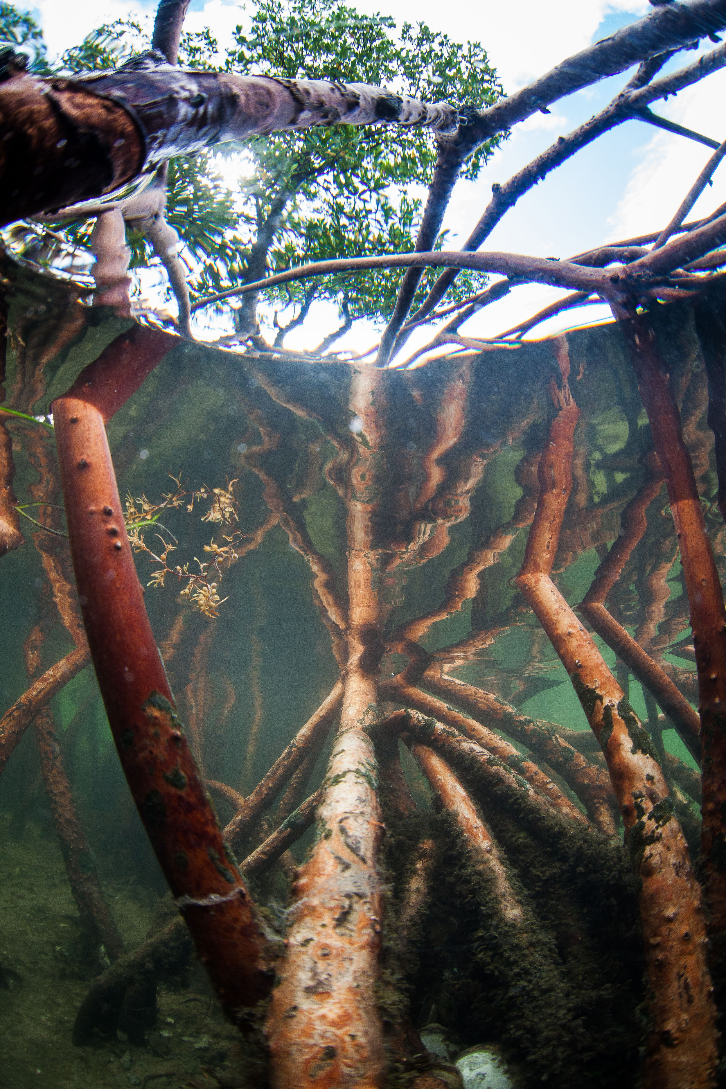 Mangrove roots grow thickly under water. A spreading green canopy is visible high above the surface of the water.