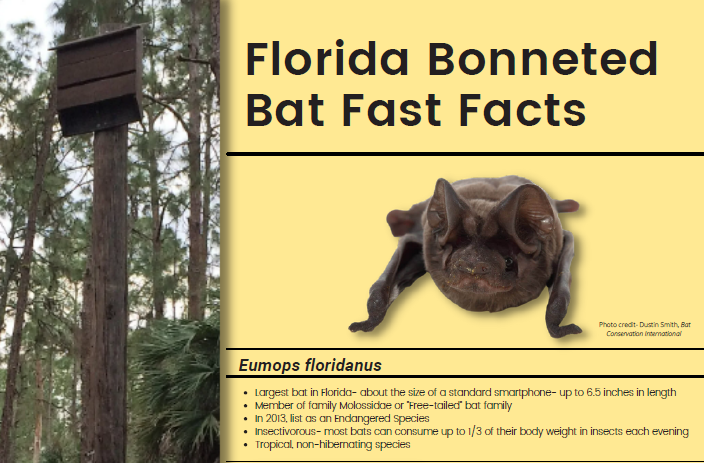 Fact sheet for the brown Florida bonneted bat; includes a closeup photo of the bat.