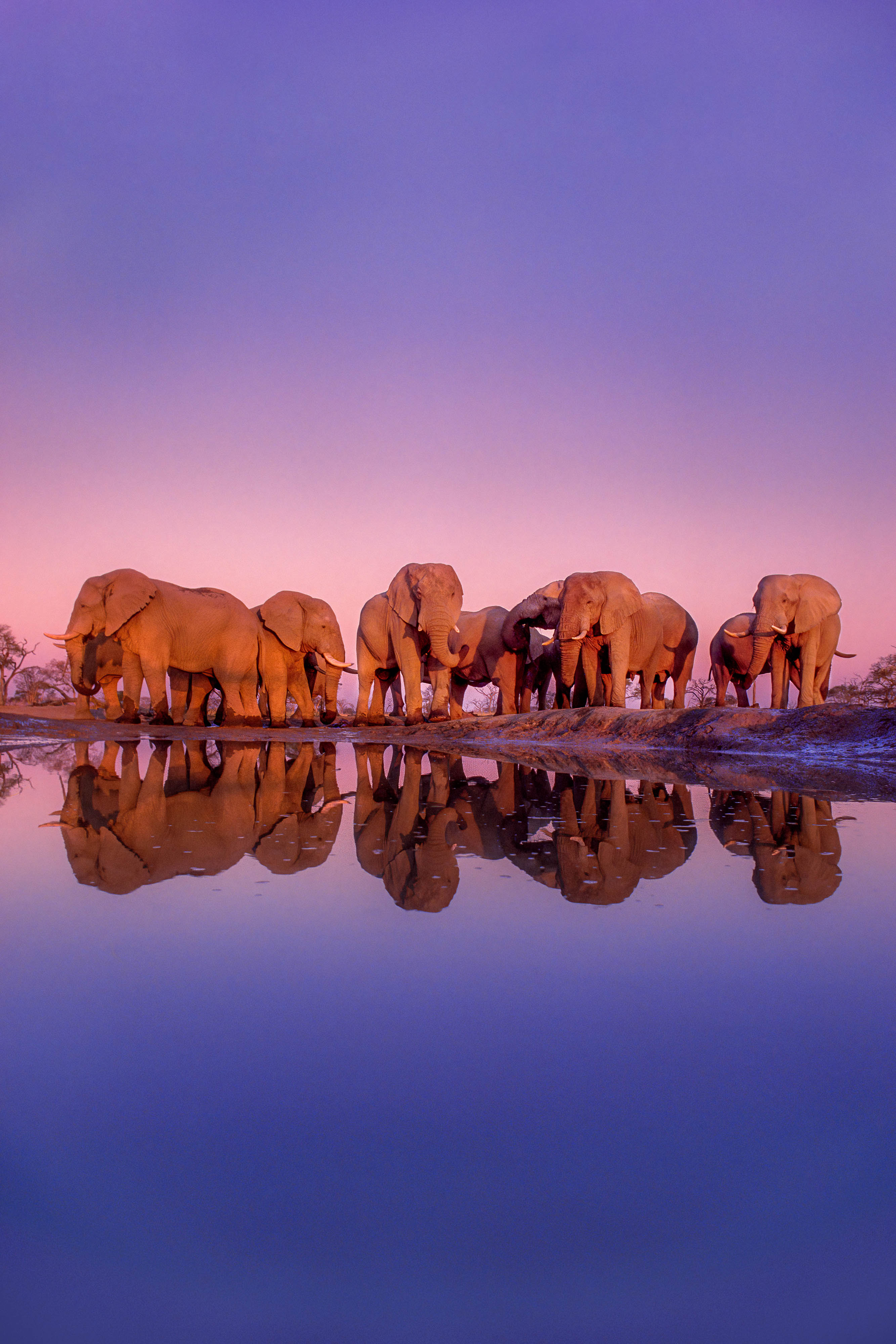 Photo of a dozen African elephants at sunset, their images reflected in a pool of water.