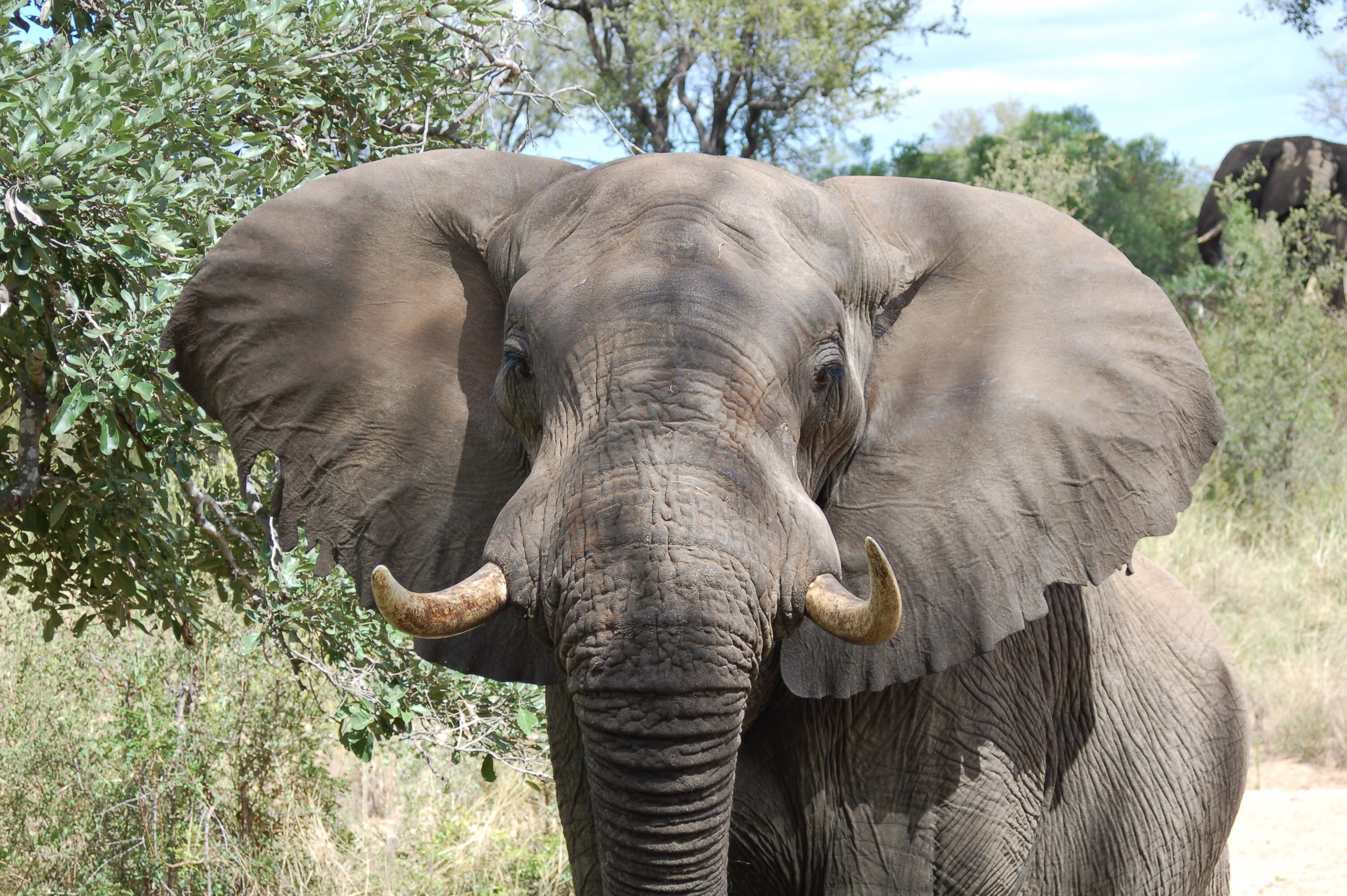 African Bush Elephant | The Nature Conservancy