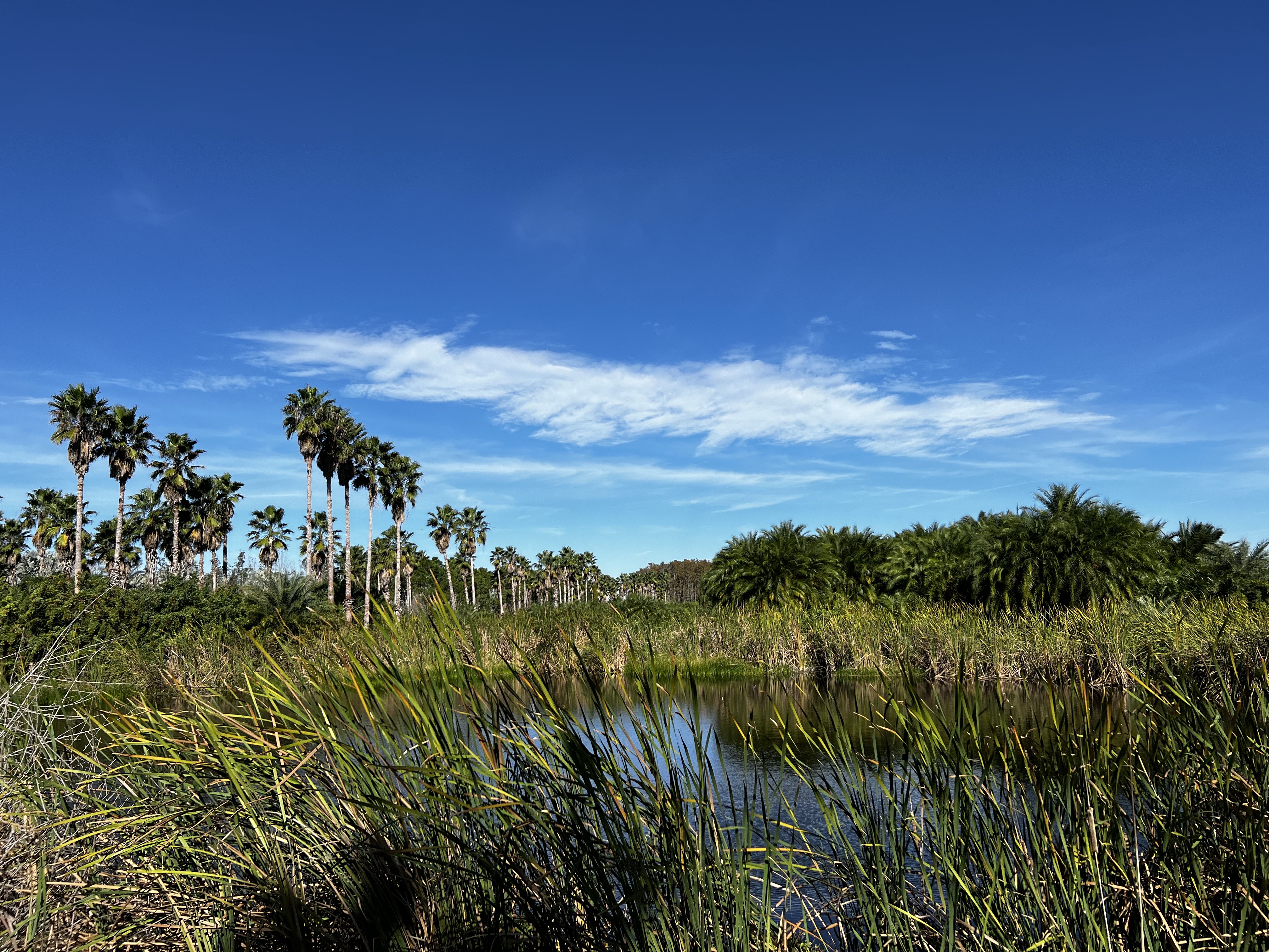 A small pond is surrounded by tall grasses. Rows of palm trees grow in the background, stretching to the horizon.