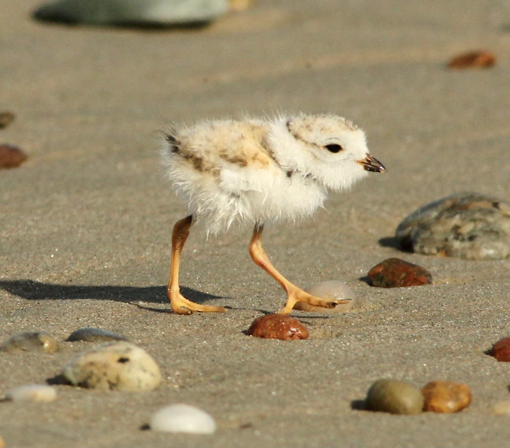 A fluffy brown and white plover chick with long orange legs hunts on a wet, sandy beach