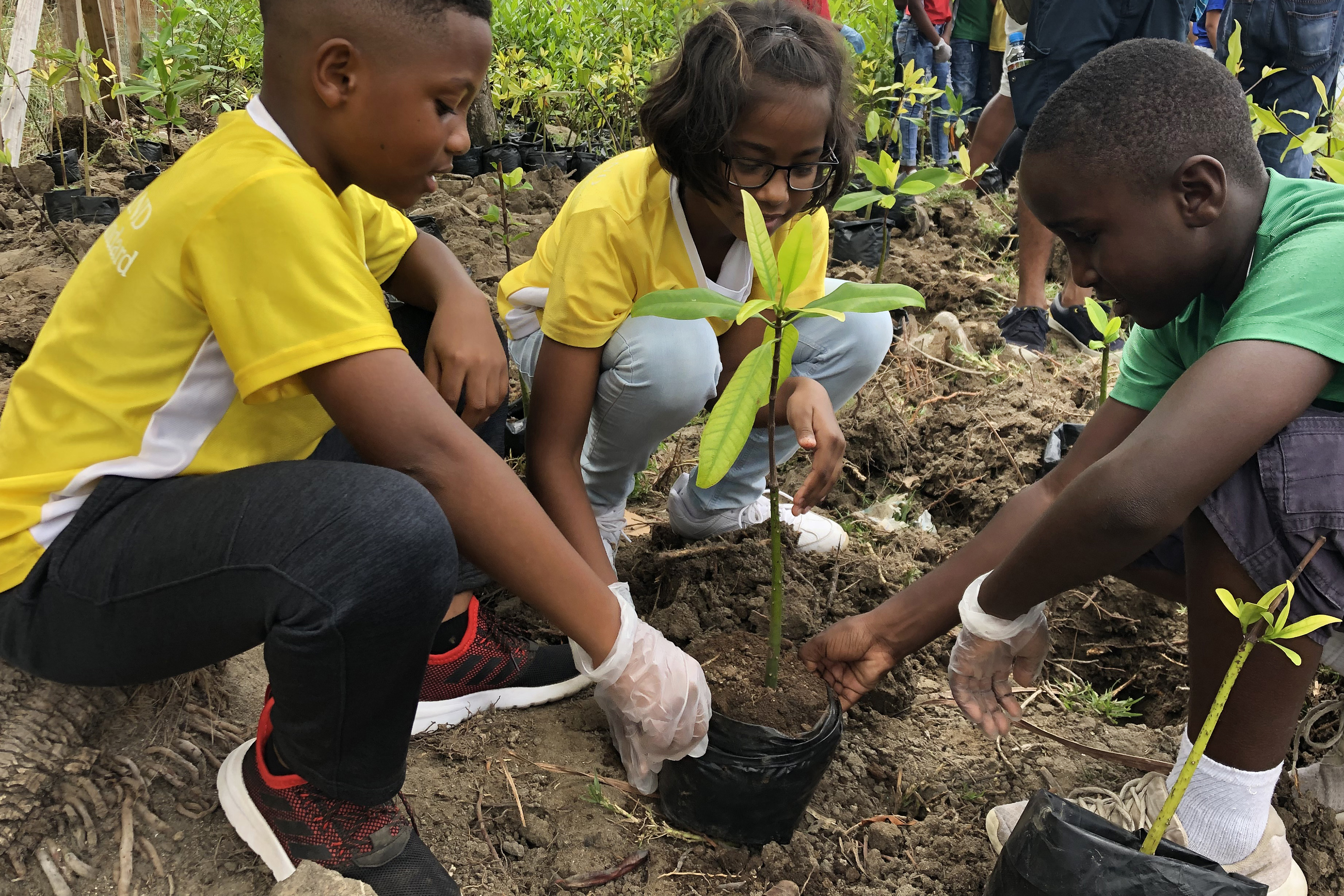 Young kids plant mangrove seedlings as part of a community habitat restoration effort.