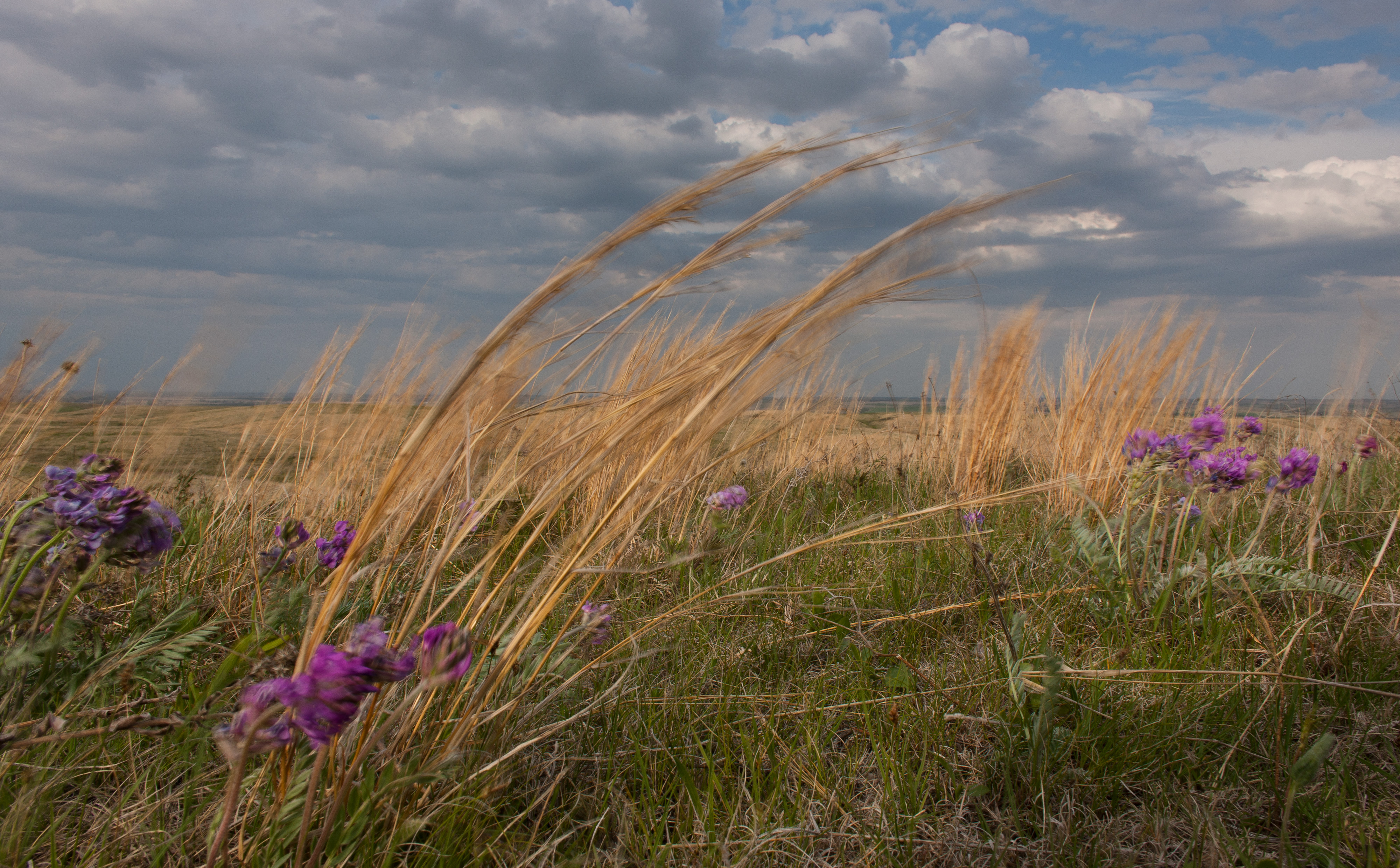 Flowers blooming in a prairie.