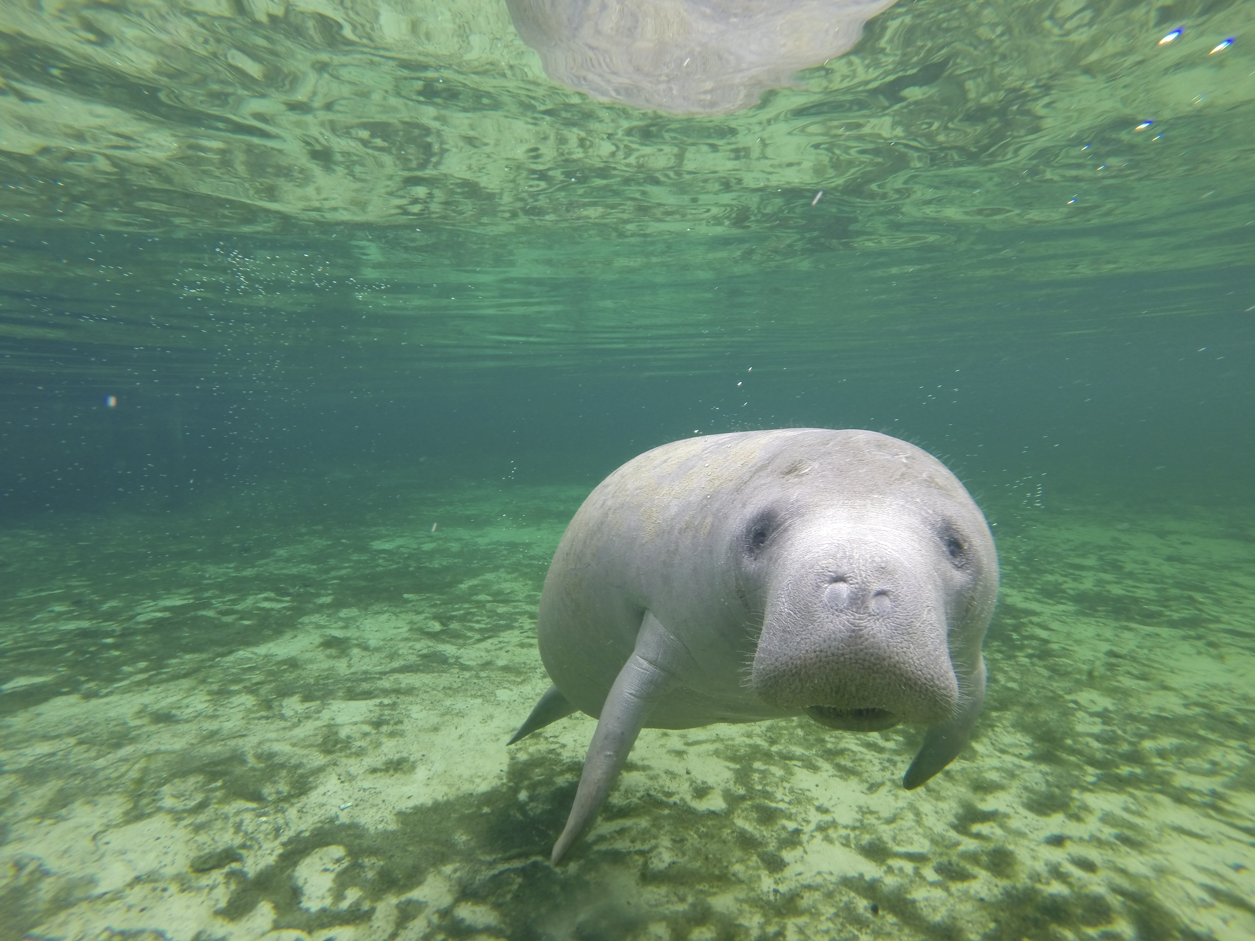 Manatee in water