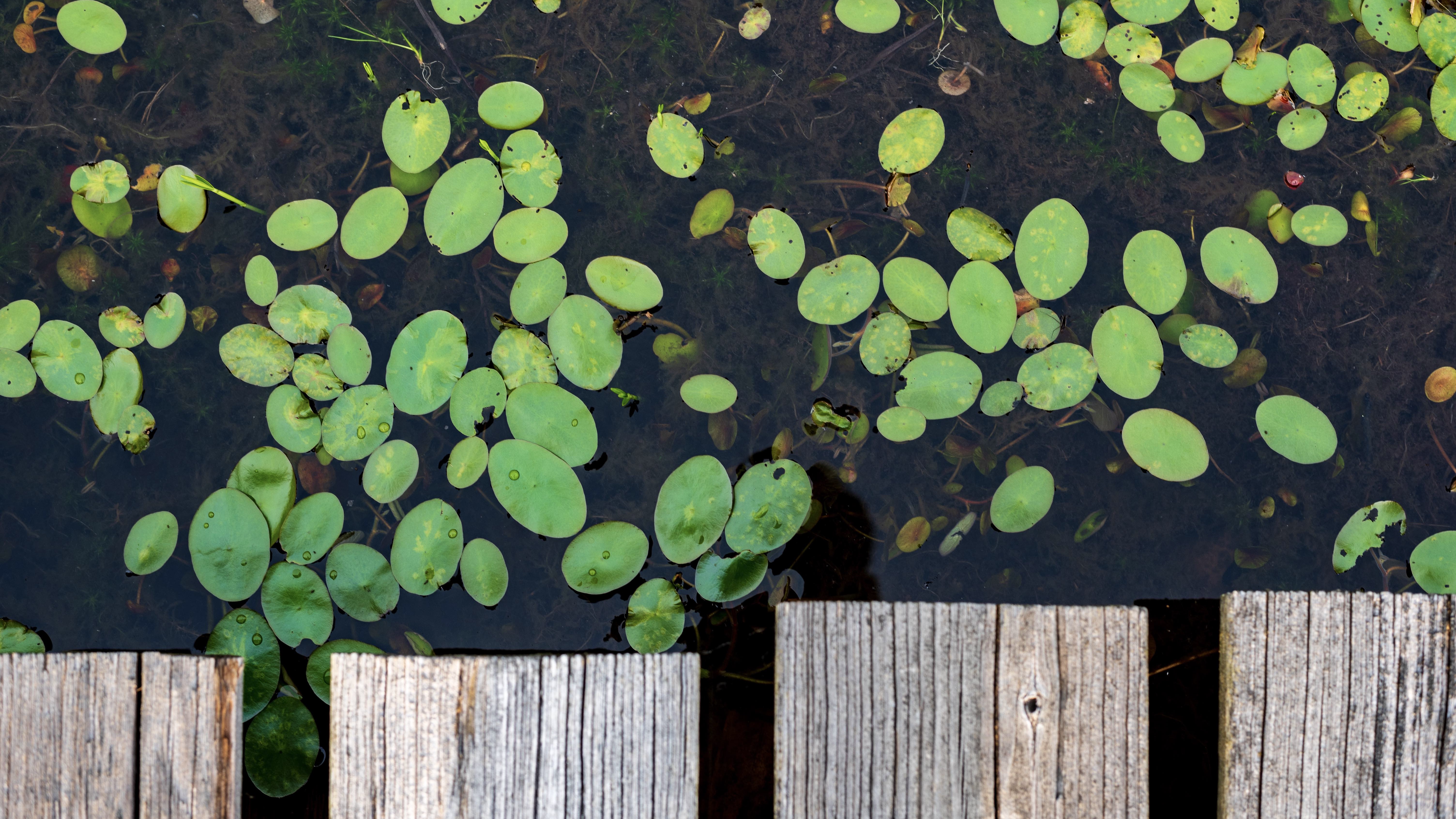 View over a wooden dock looking down at a pond with many oval water plants floating on the surface. 