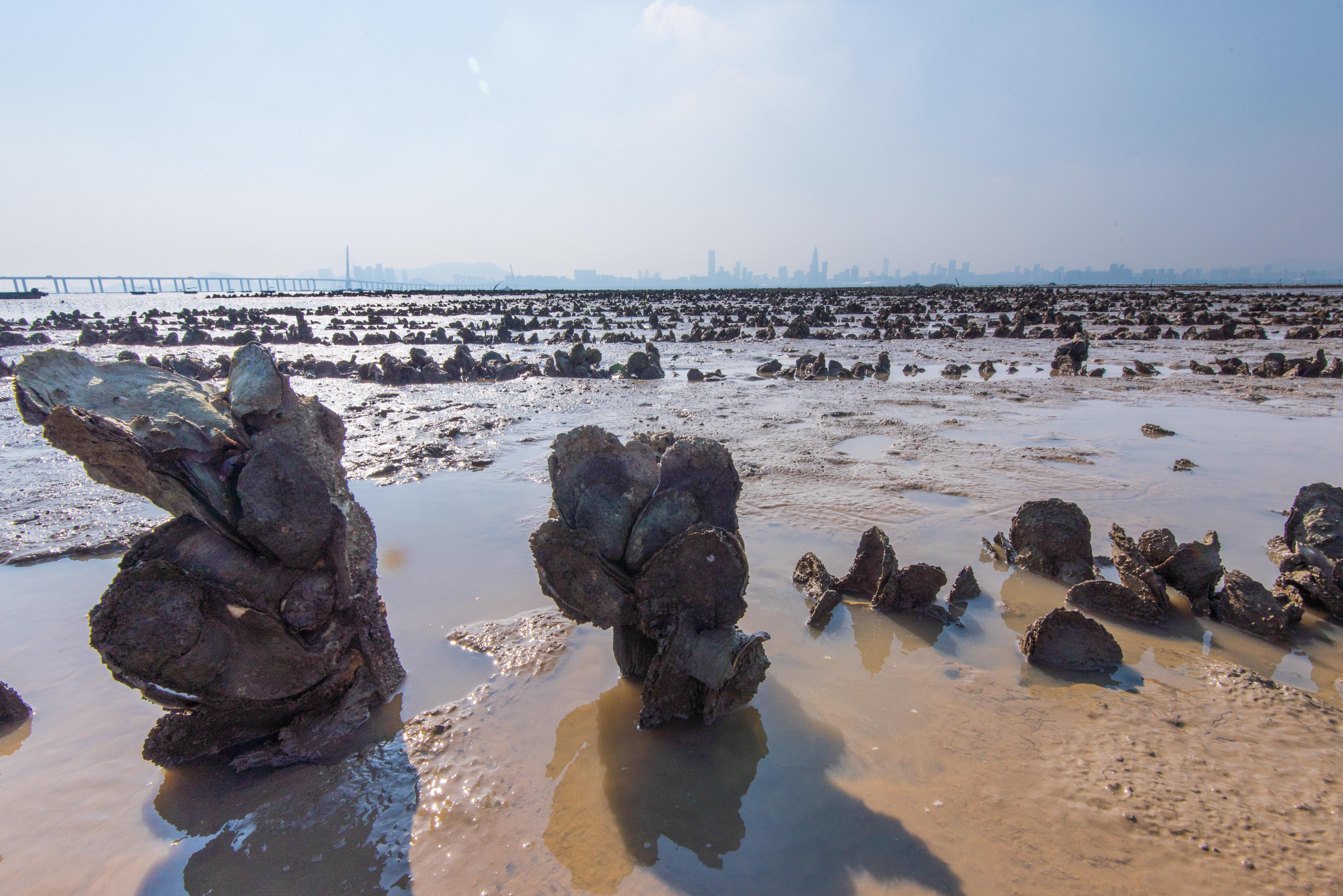 Rows of oysters growing on an abandoned oyster farm.