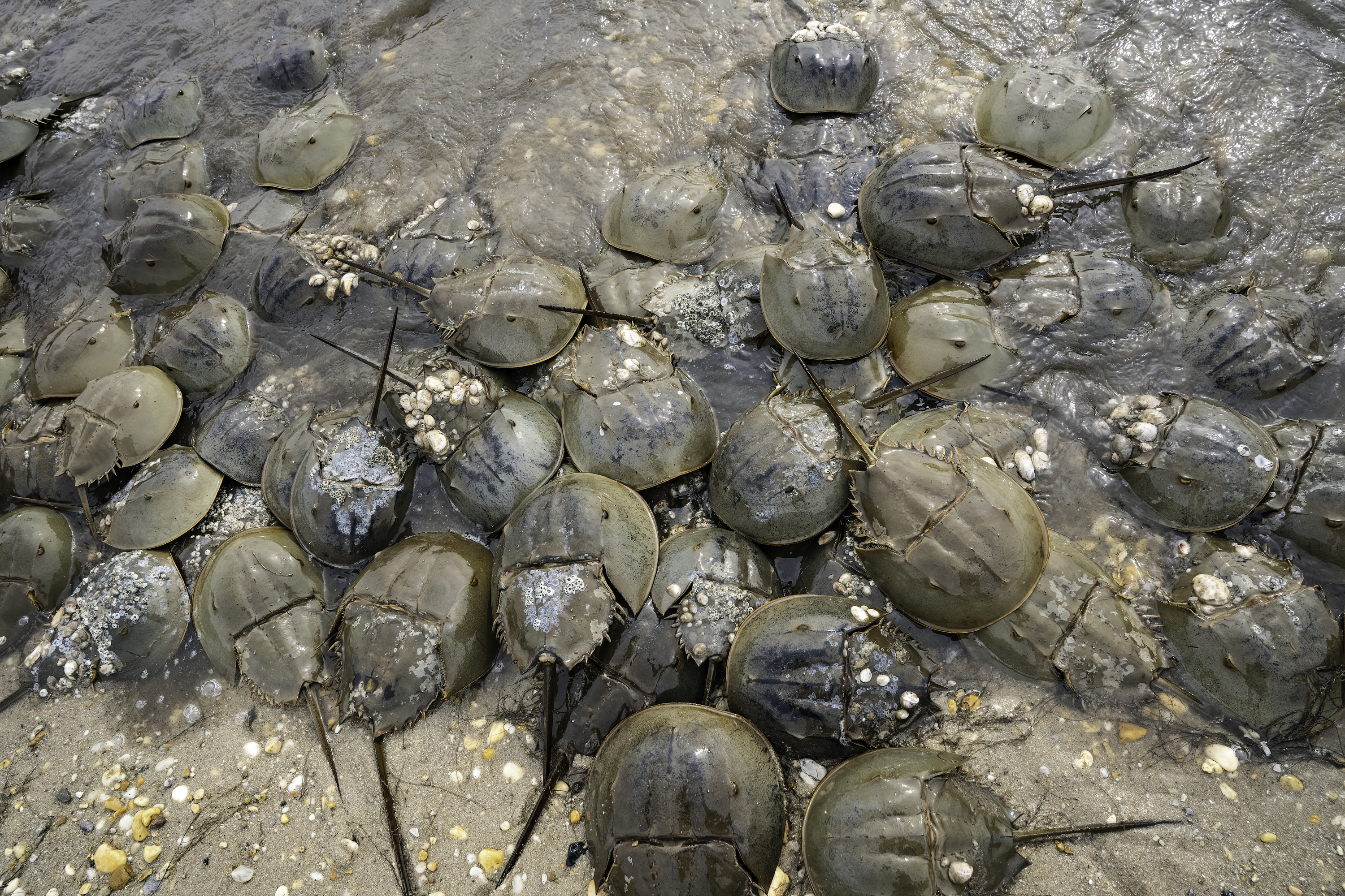 Several horseshoe crabs pile on top of one another in shallow water. 