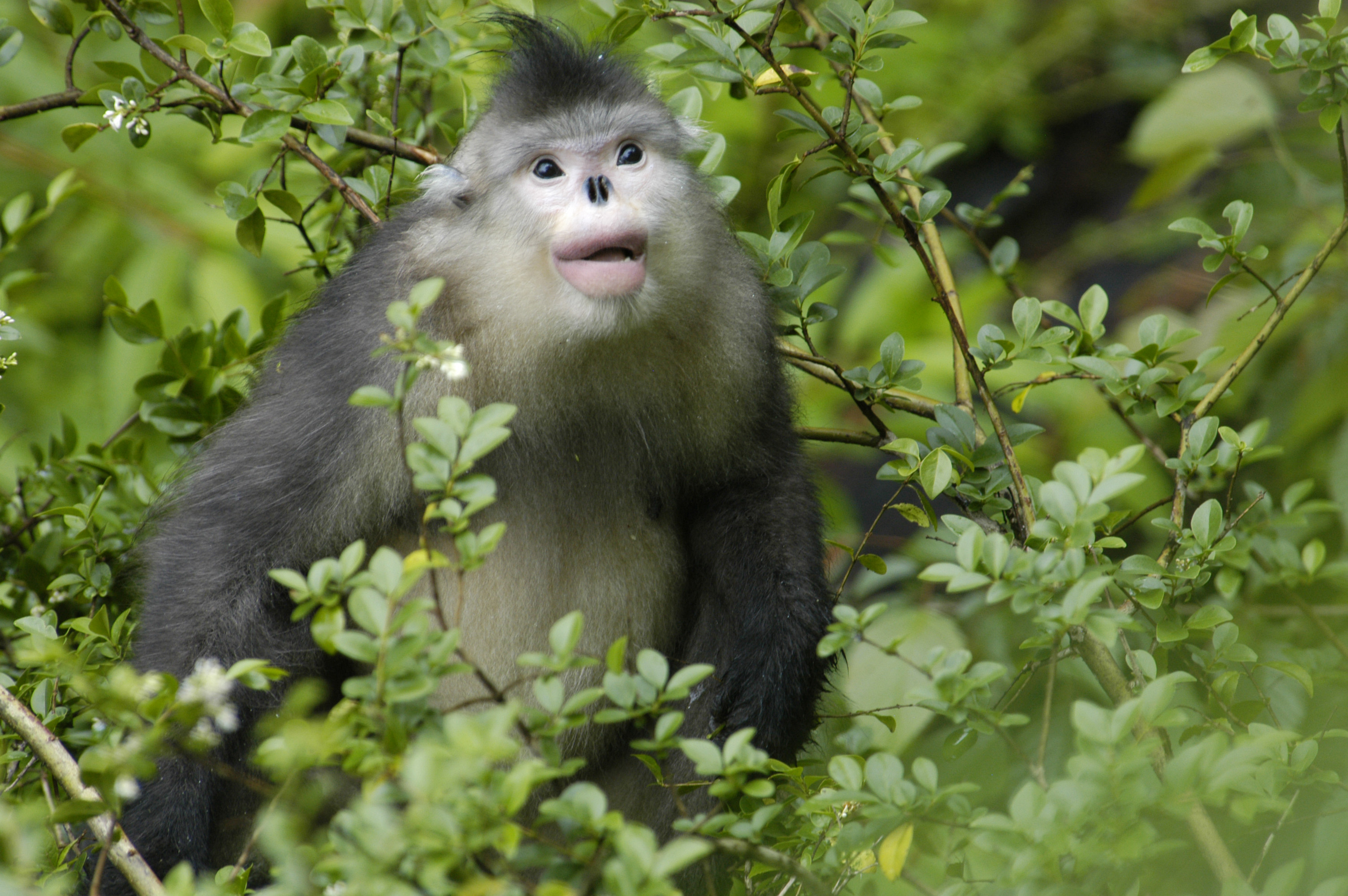 A grey monkey sits in a tree.