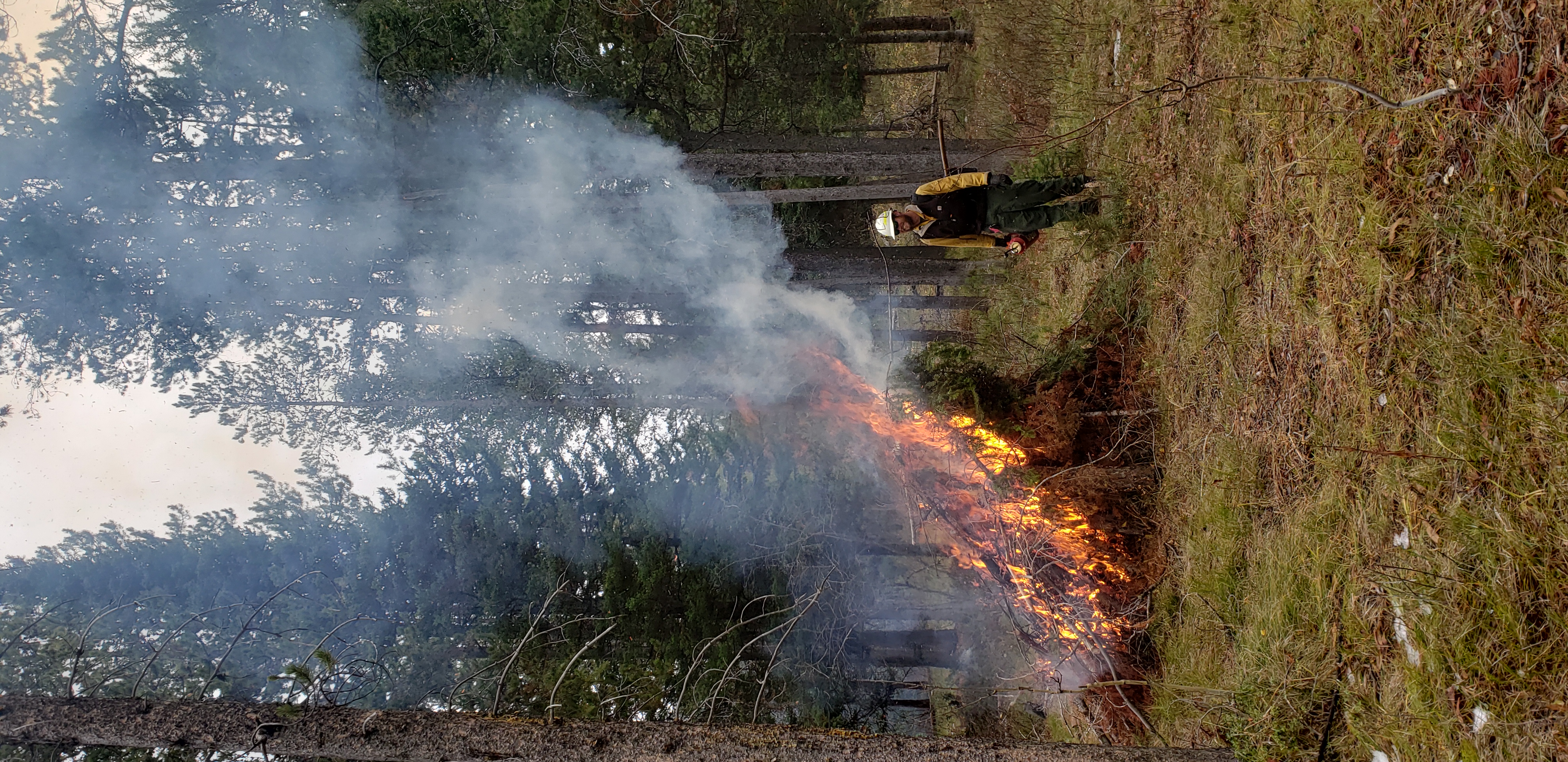 A controlled burn fire and firefighter.