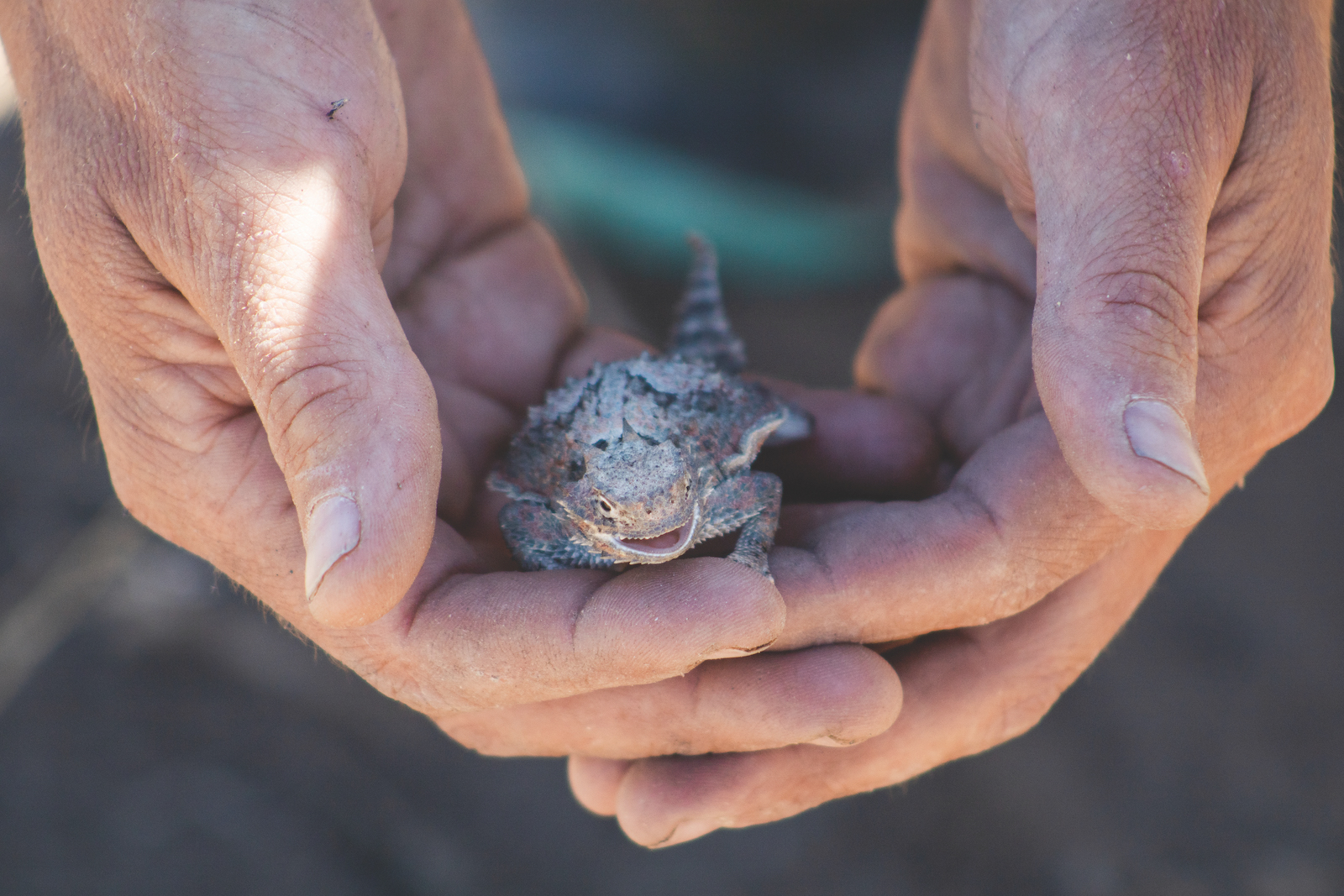 Desert horned lizard 