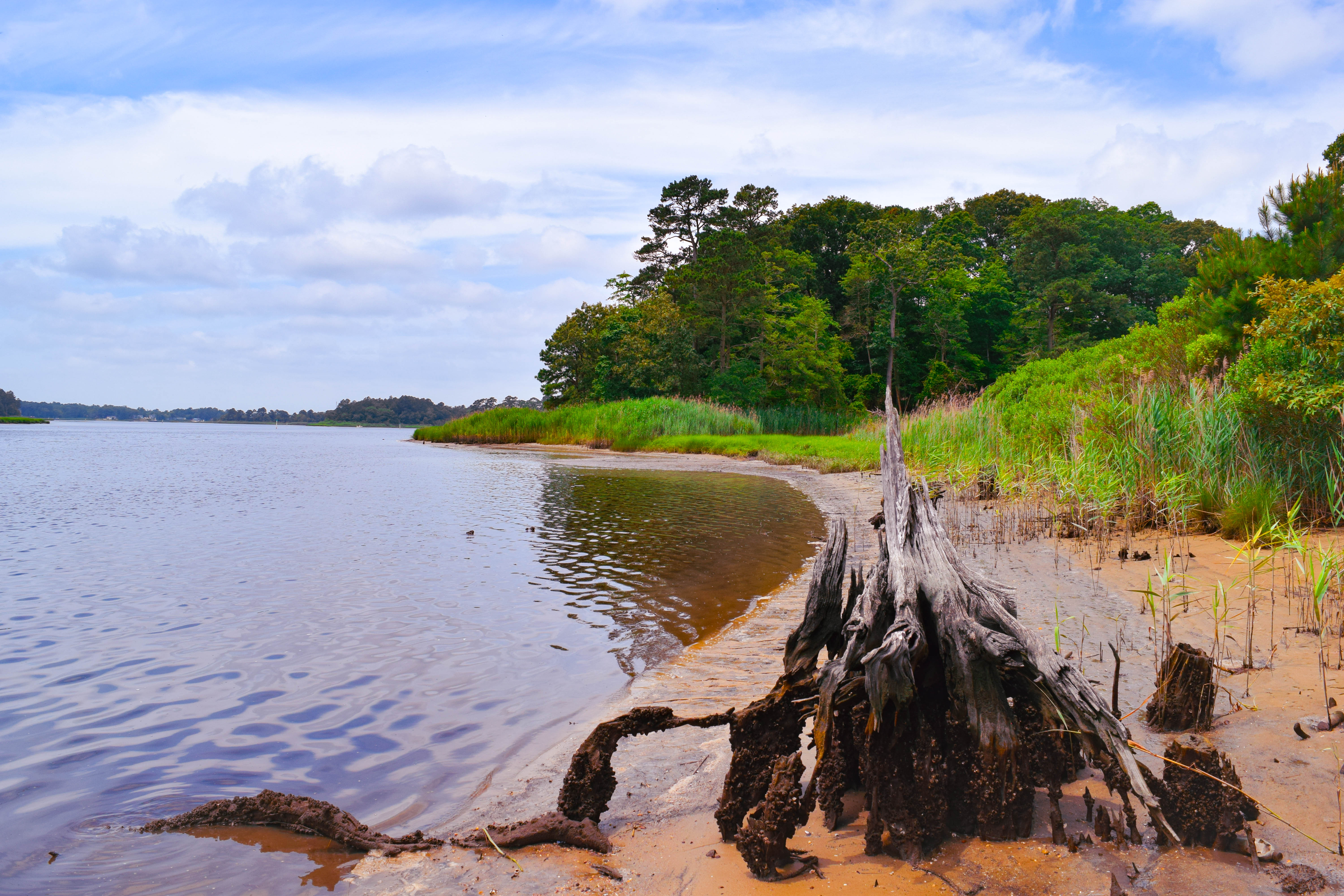 Flat, open water is visible in the distance across a wide marsh. The foreground is dominated by tall green grasses.