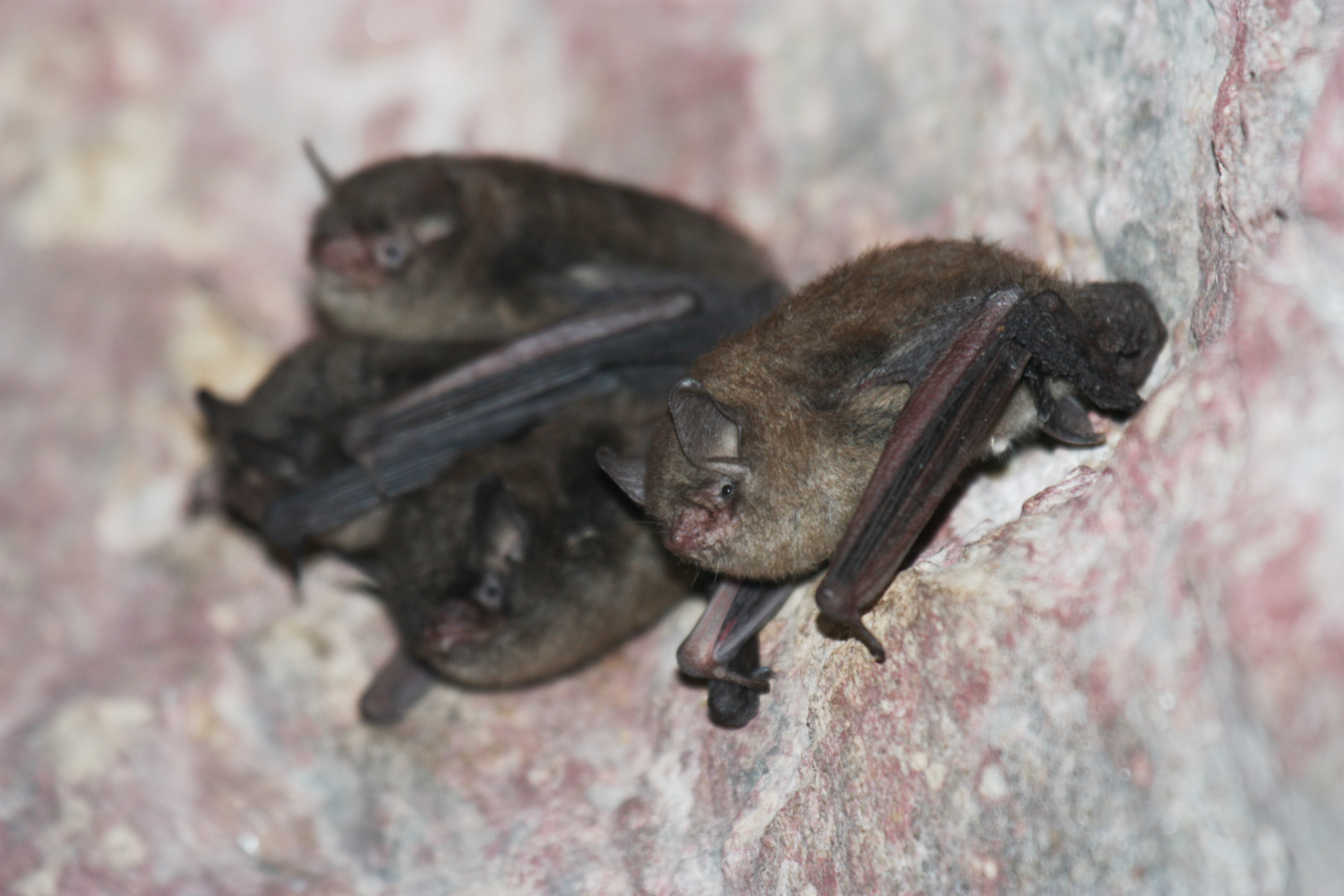 Two small bats hang from the top of a cave.