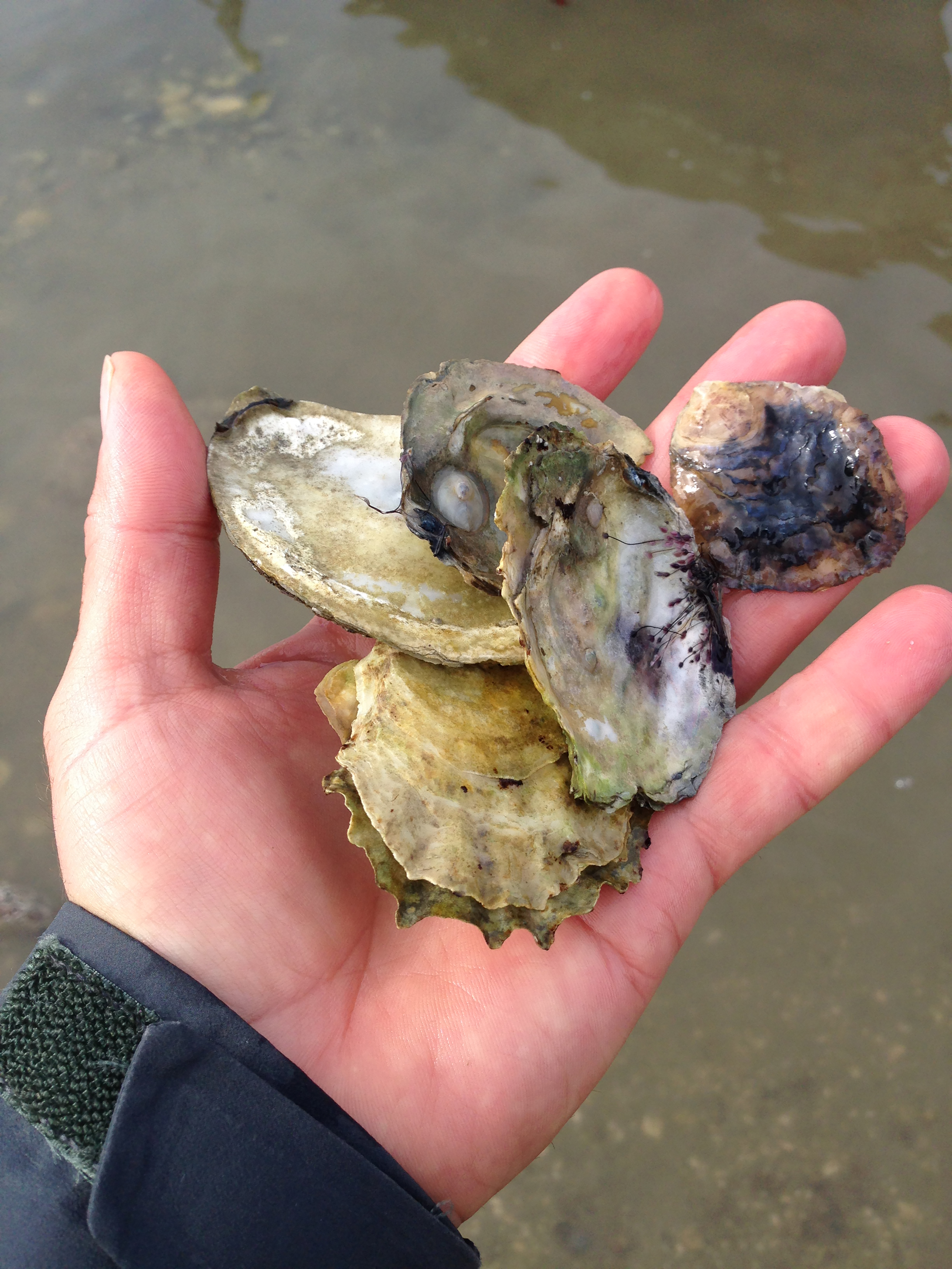 Closeup of a hand holding oyster shells.