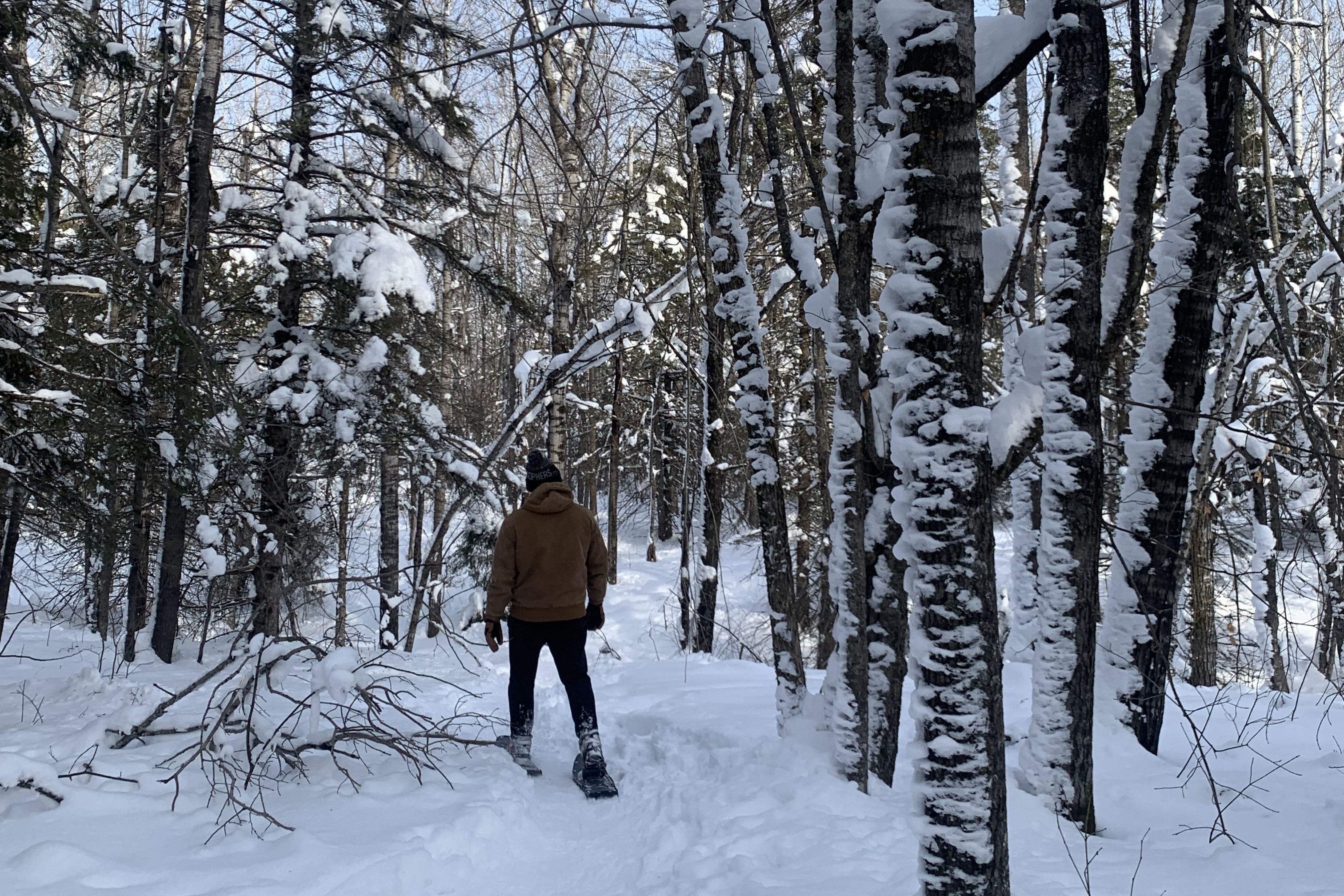 A hiker snowshoeing in a snow-covered forest.