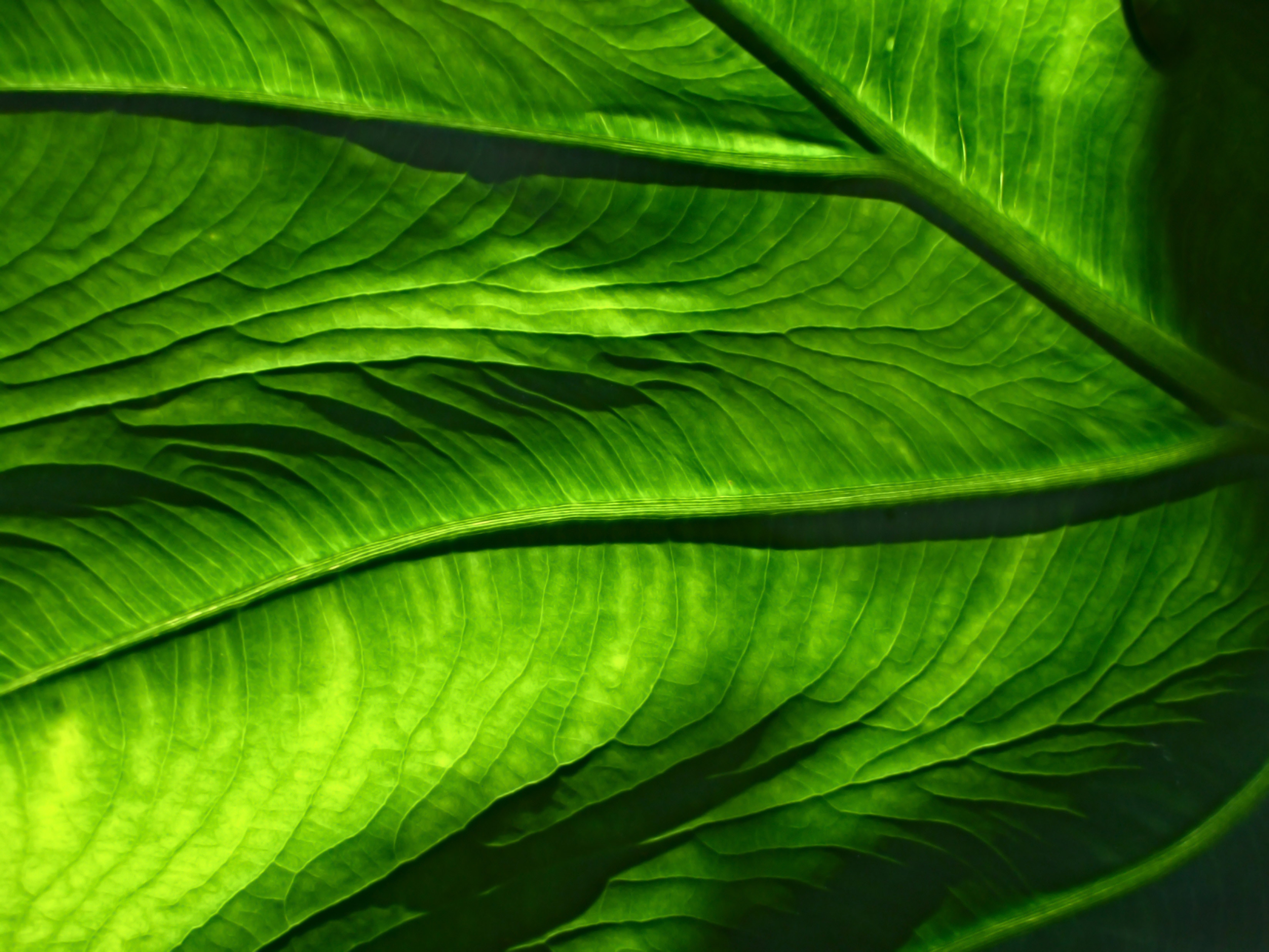 Macro view of a leaf.