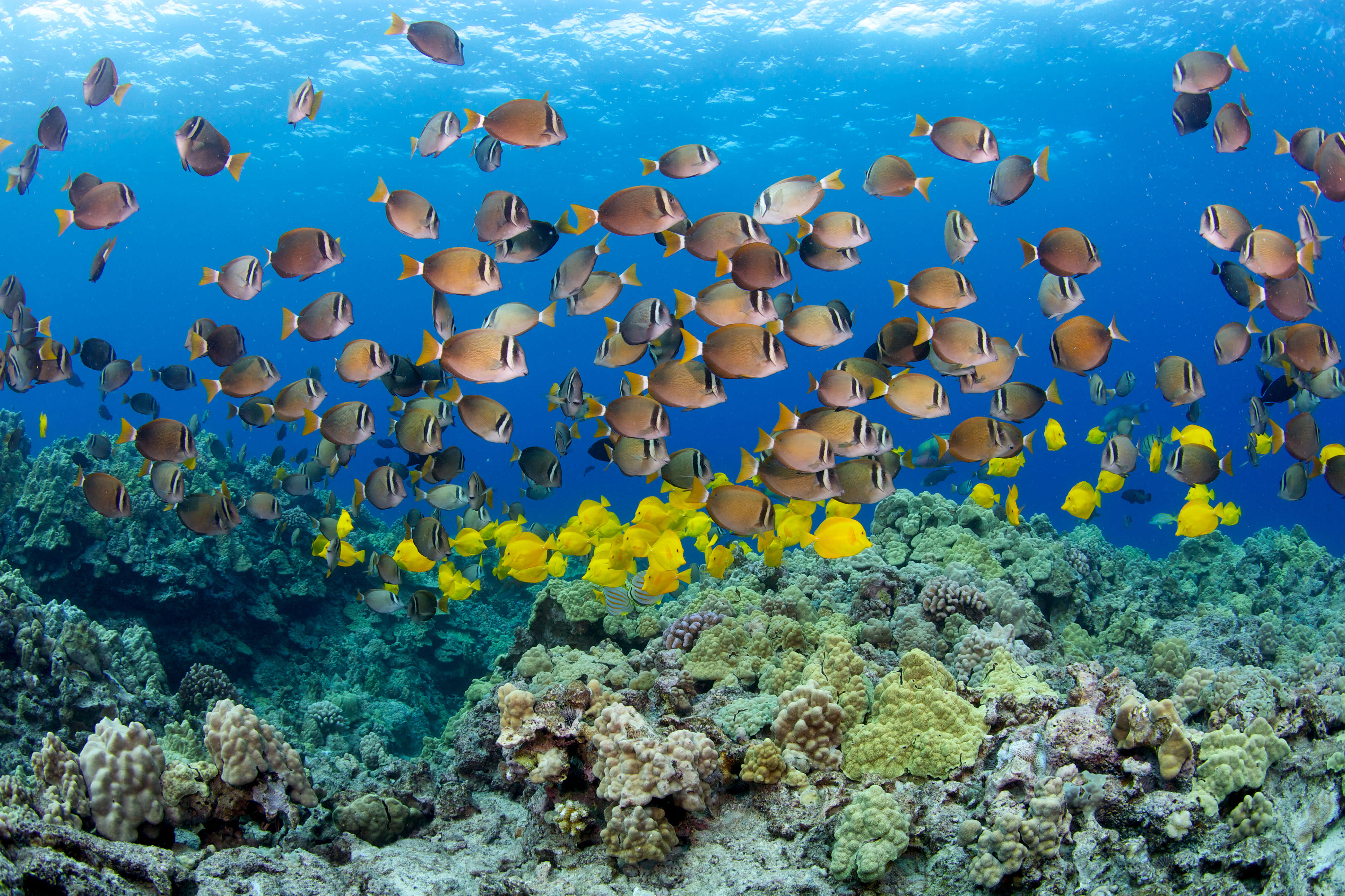 Underwater view of a large school of brightly colored fish swimming around a coral reef in Hawaii.