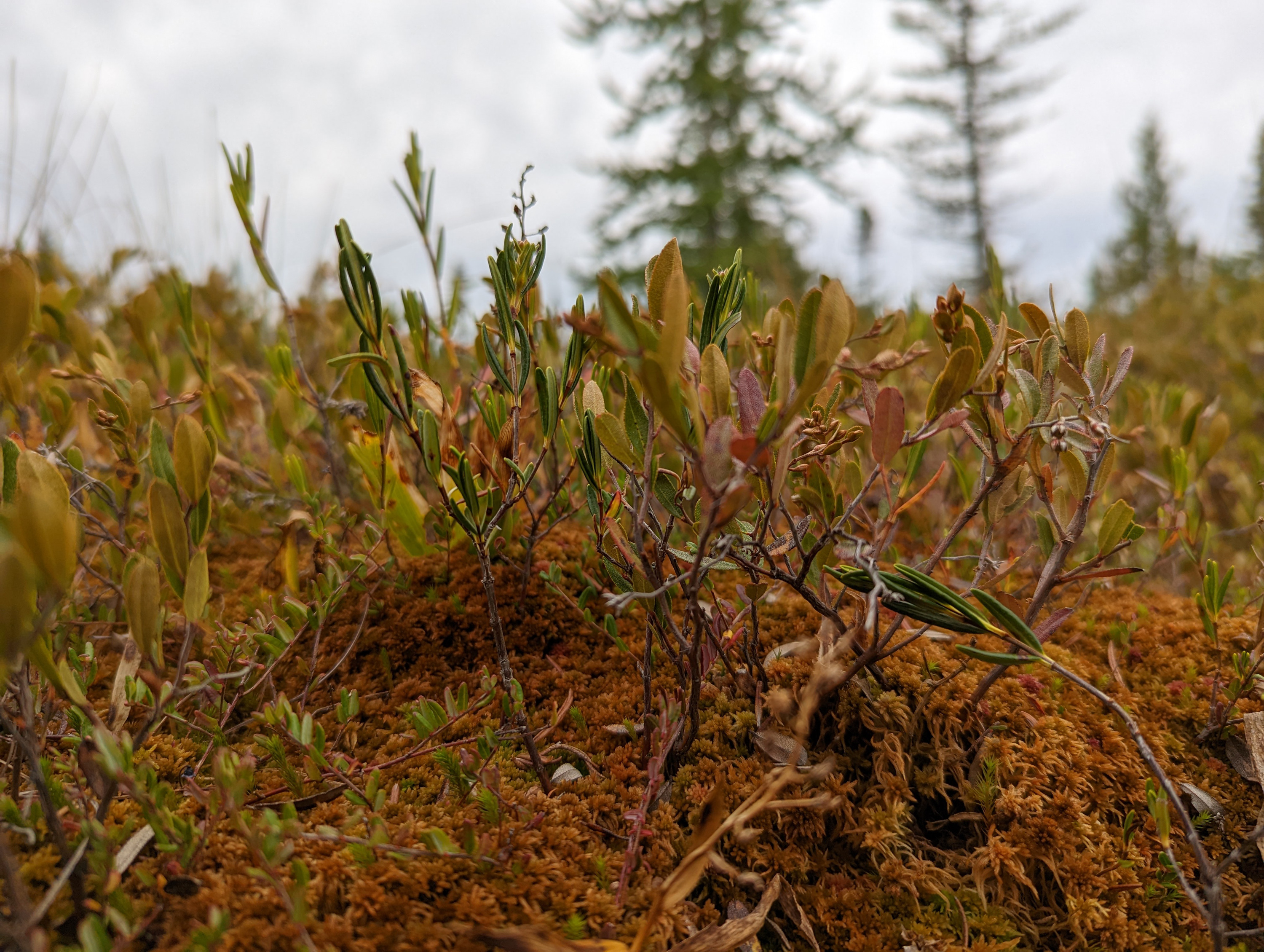 Plant growing in a peatland.