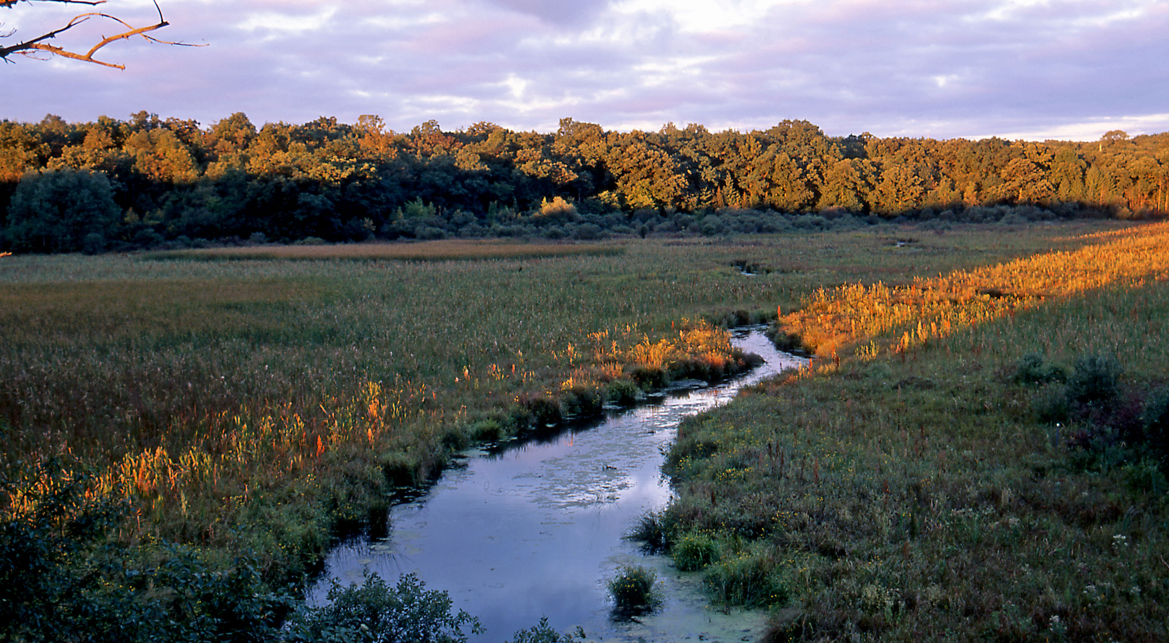 A stream winds through green marsh at sunset. 