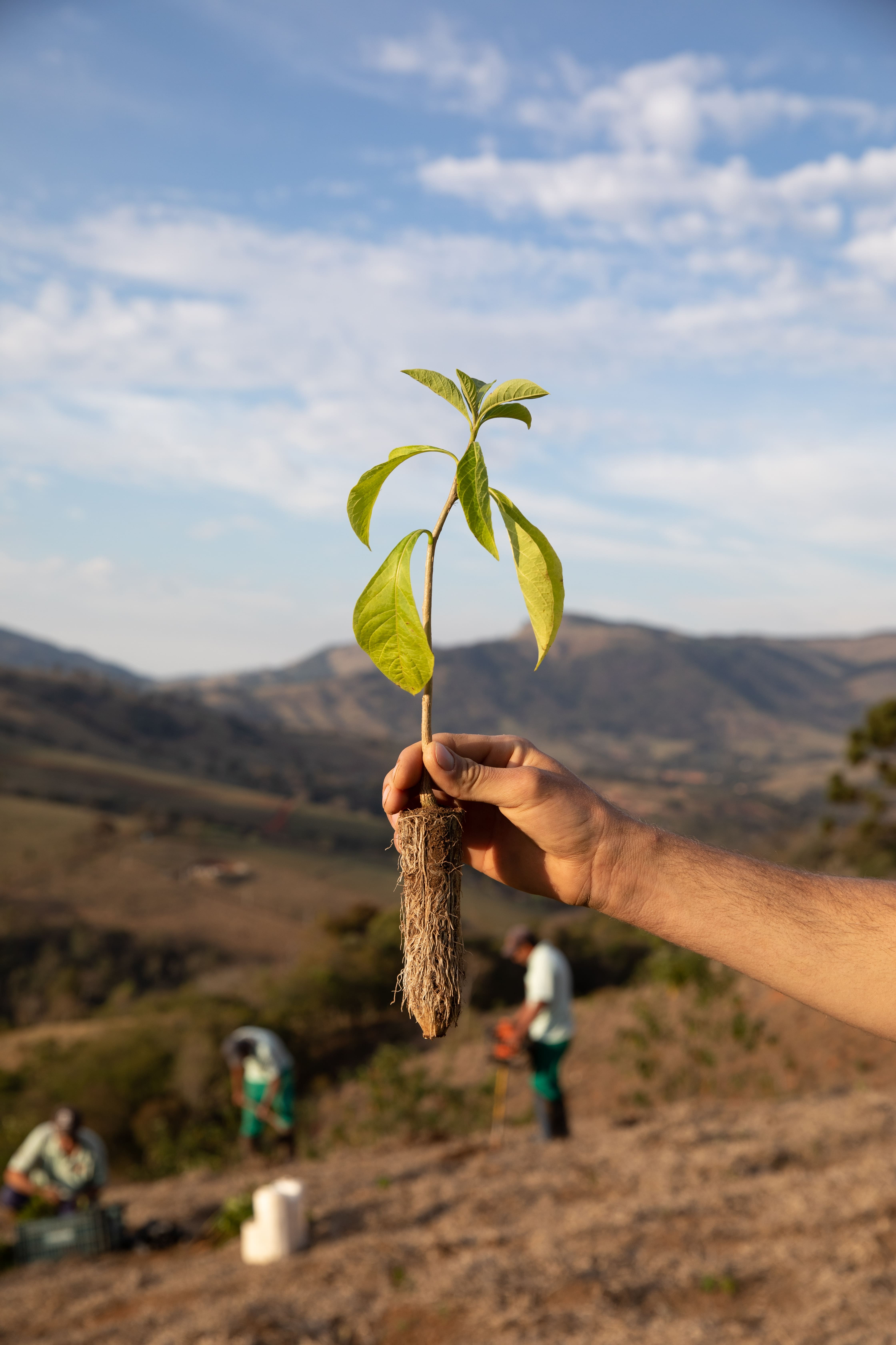 Person holds a seedling to be planted.