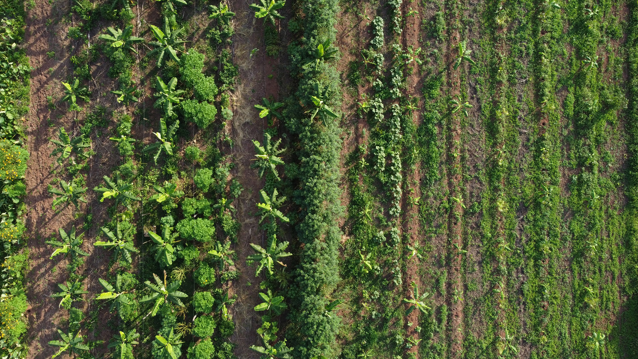Aerial view looking straight down on rows of plants in an agricultural field.
