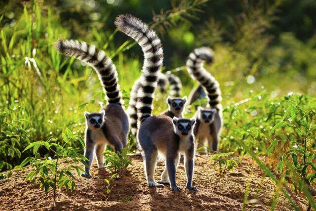 Several lemurs with long, striped tails look at the camera, lit from behind by the sun.