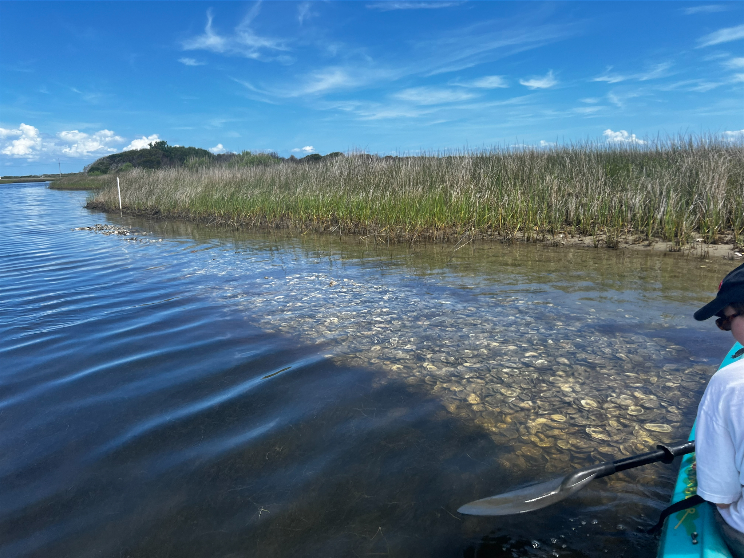 Oyster reef restoration site.